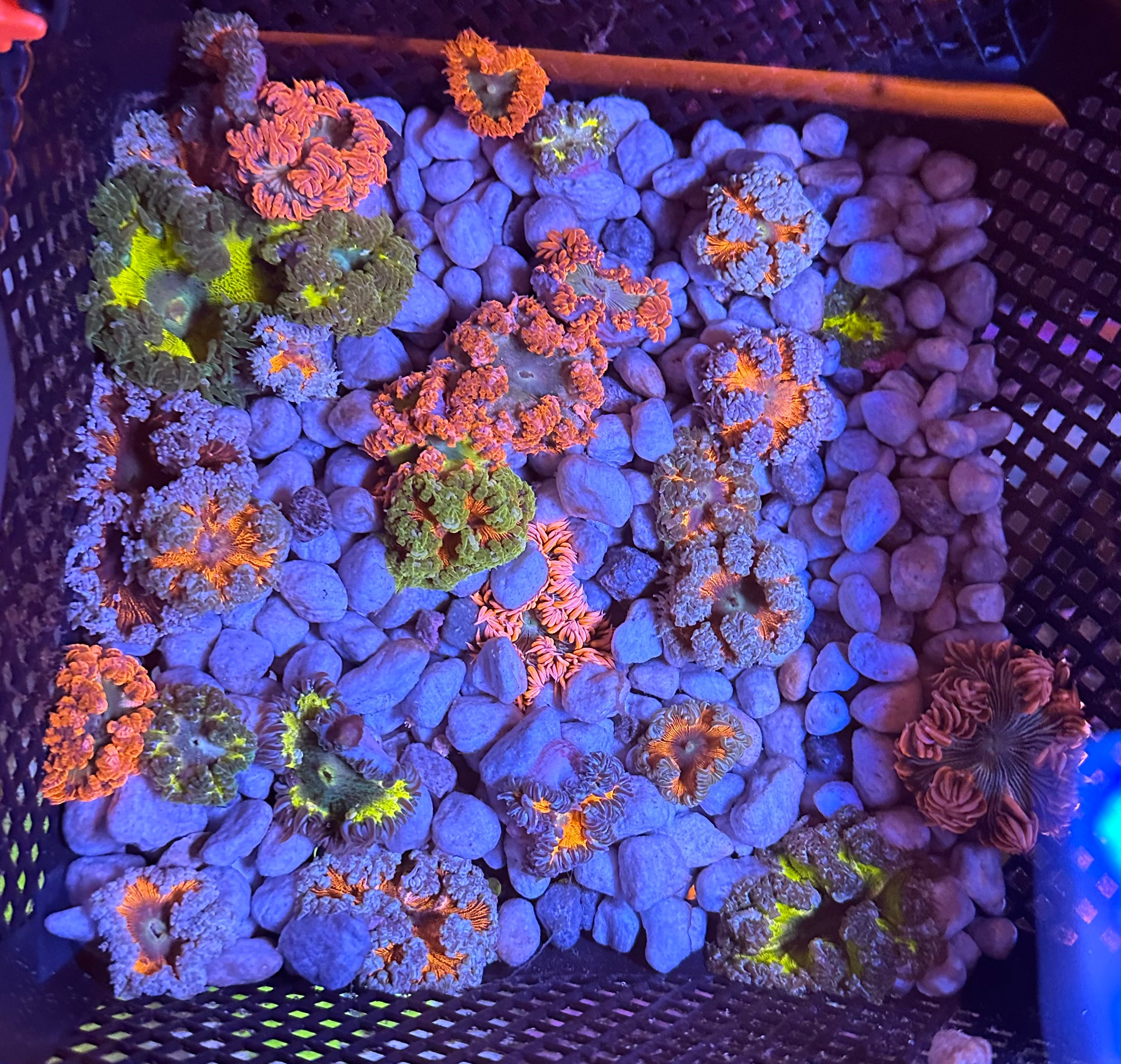 Rock Flower Anemone 8-Pack