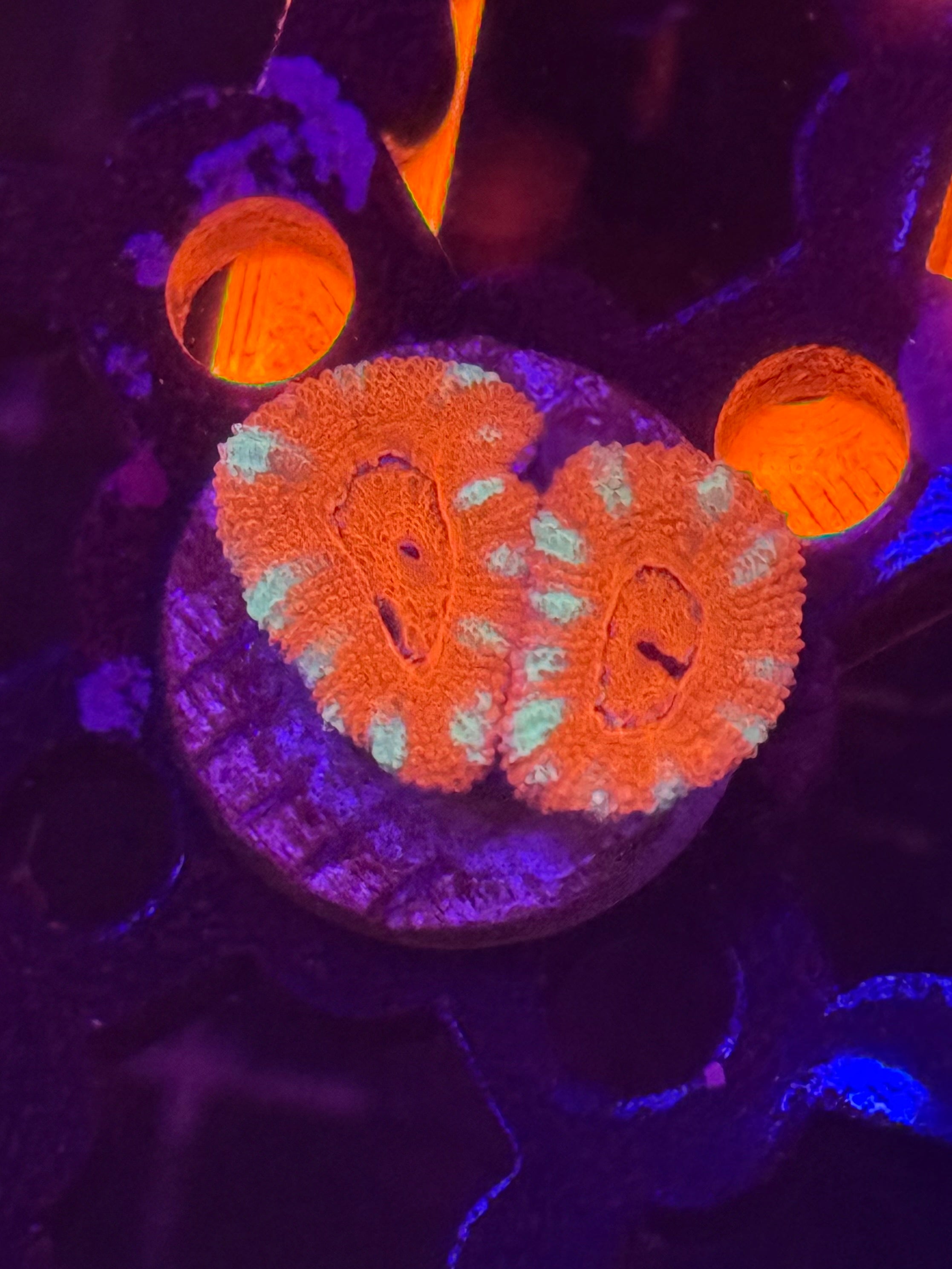 Ultra Stitches Acan