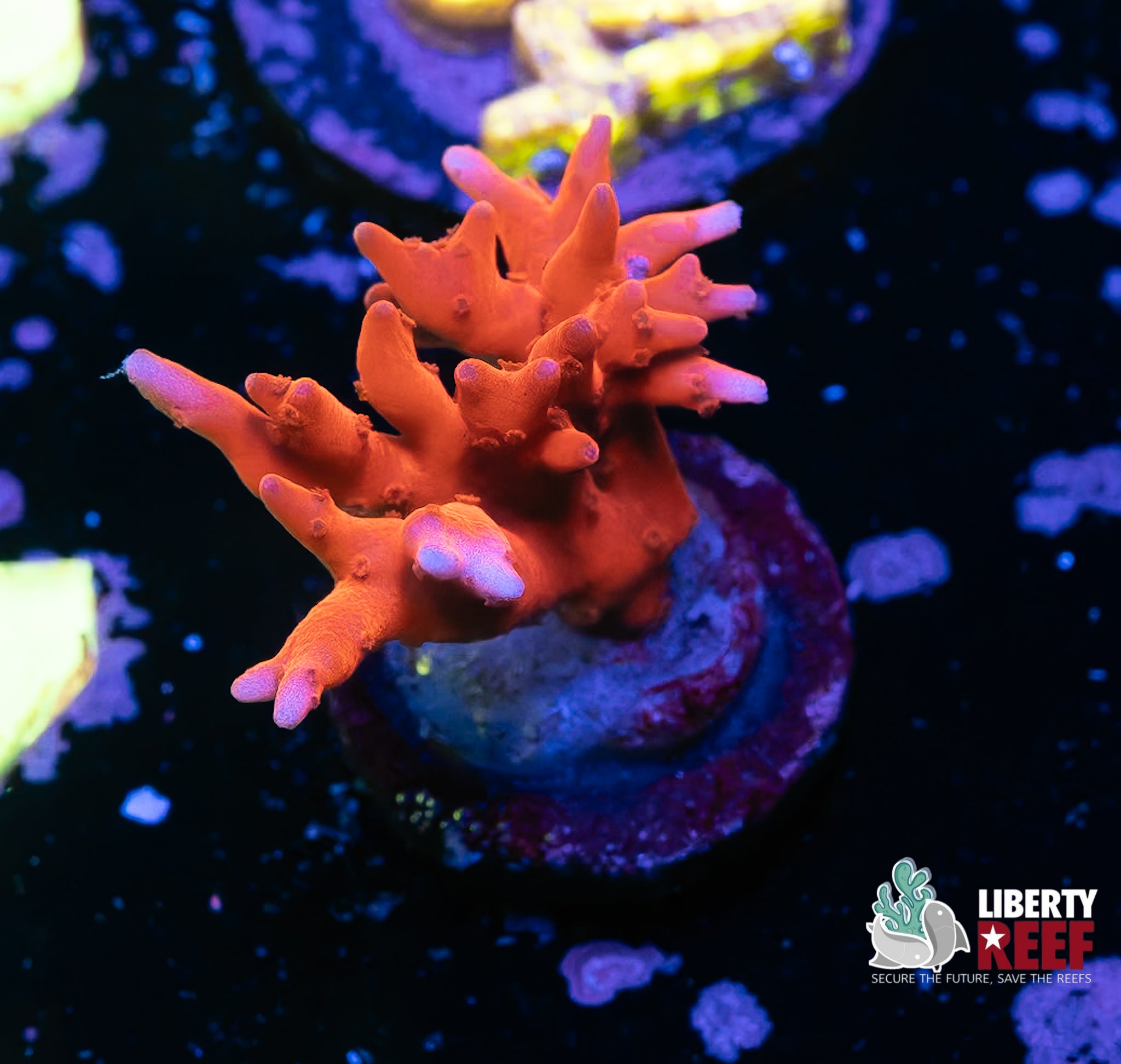JF TNT Anacropora