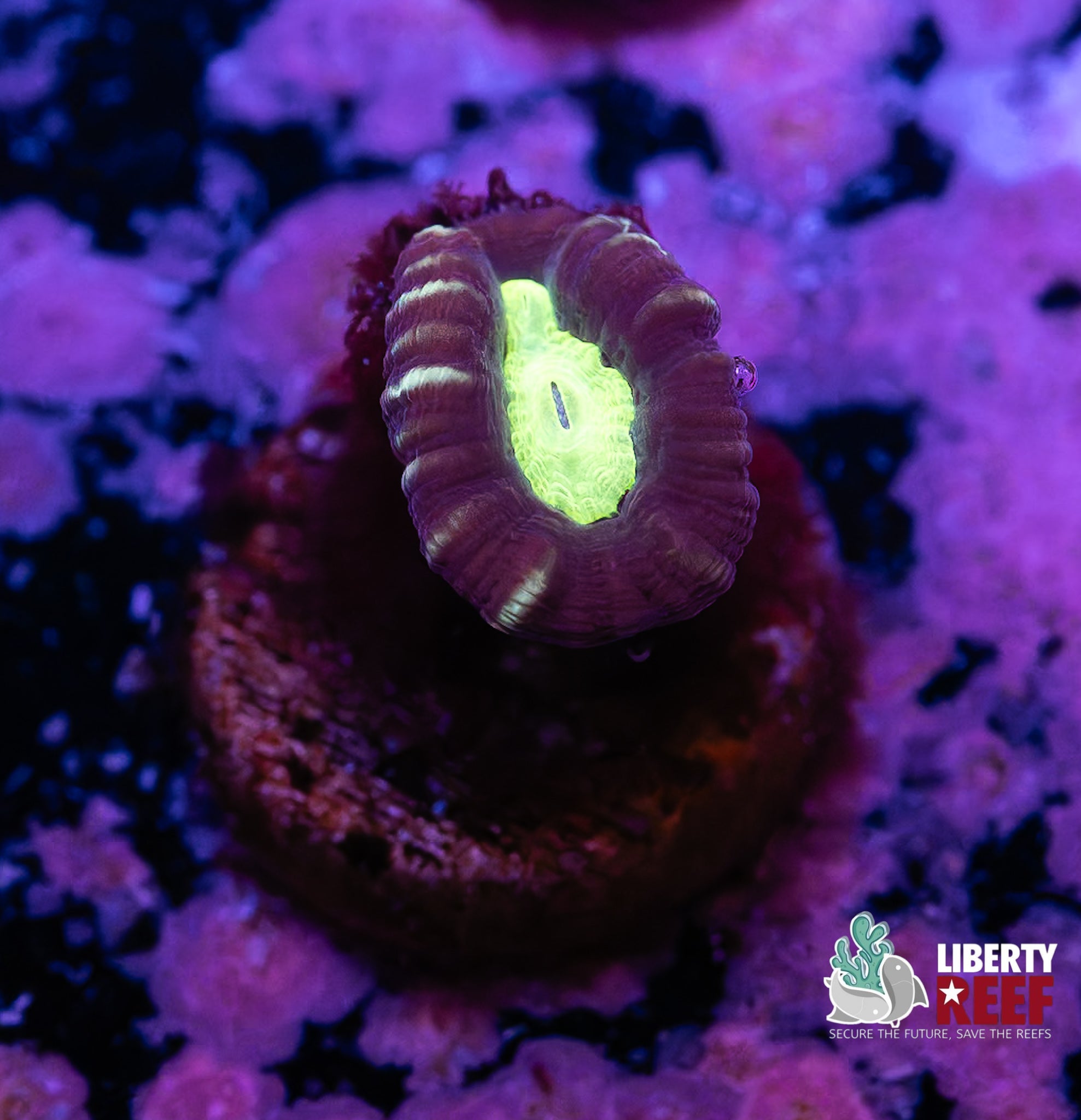 Alien Eye Candy Cane