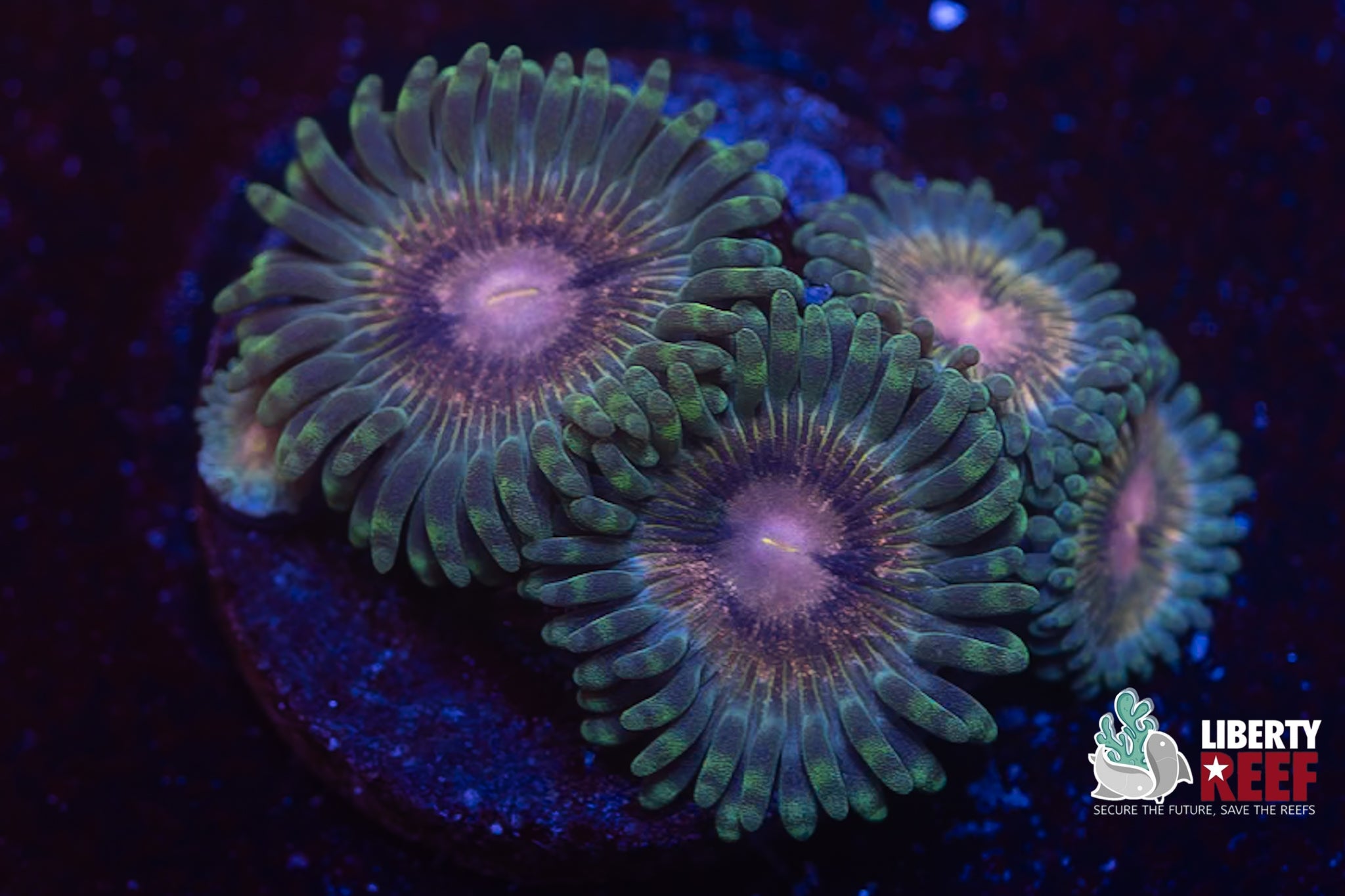 LCB Grass Fairy Zoas