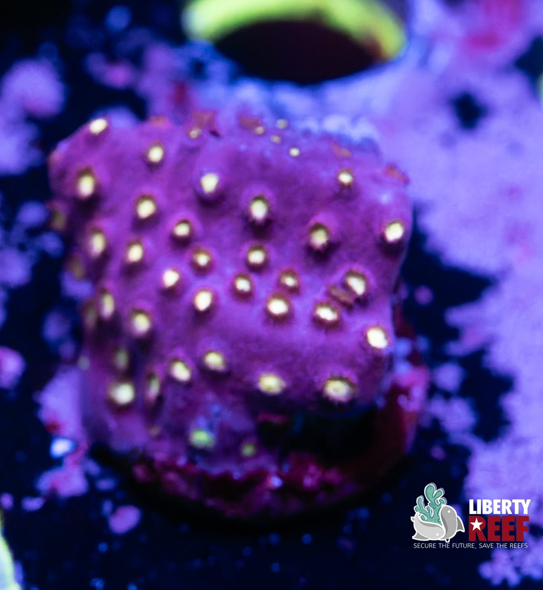 Monster Mash Cyphastrea