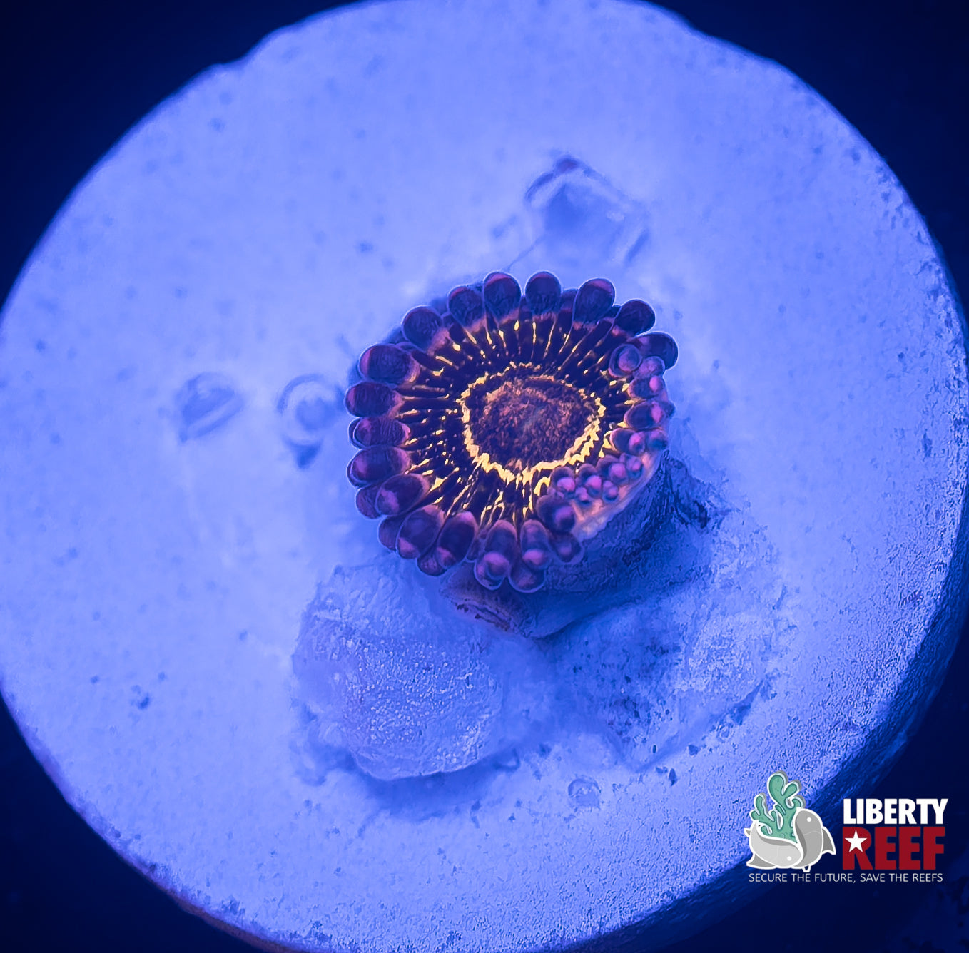 Stratosphere Zoa