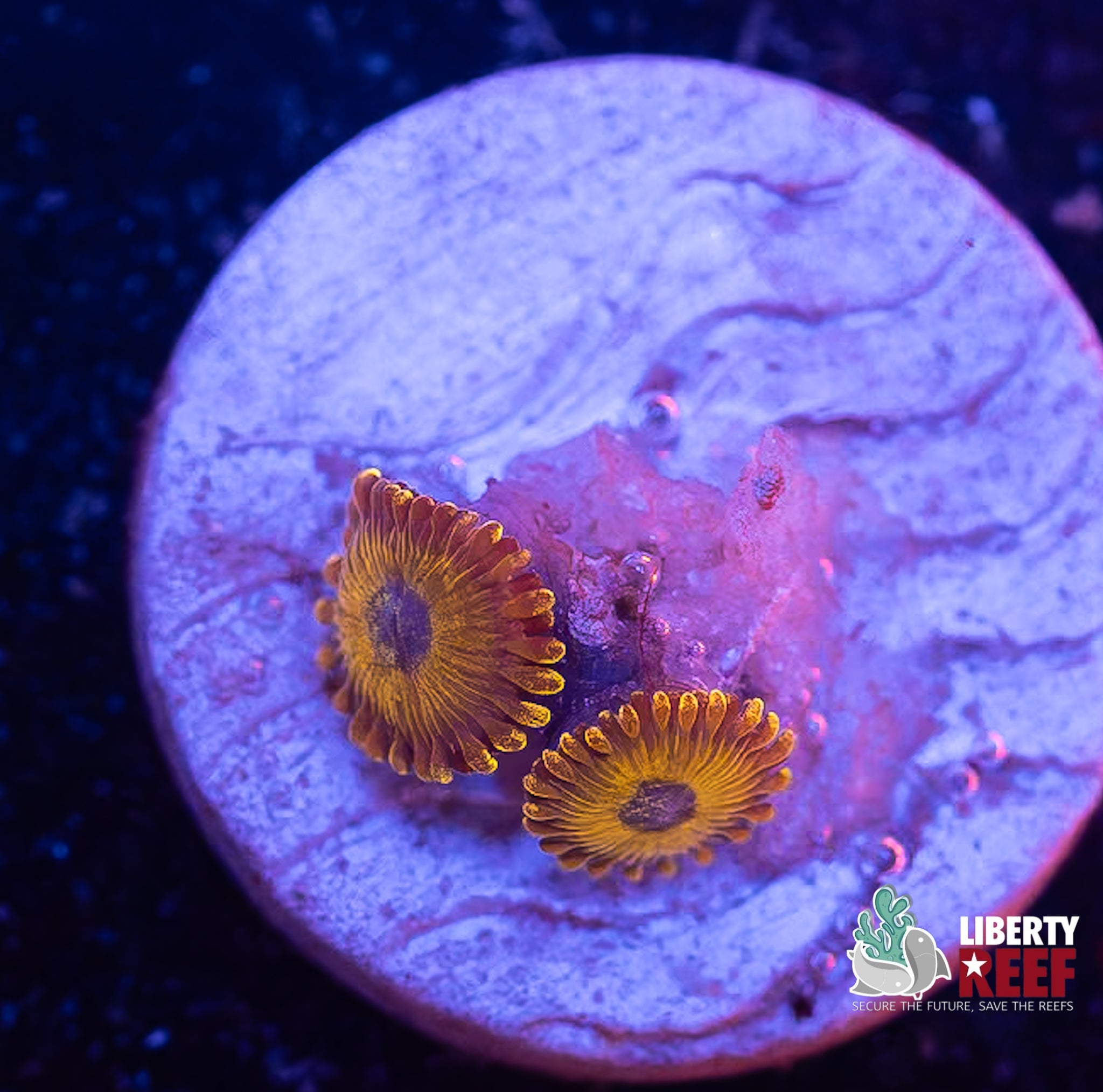 LA Laker Zoas