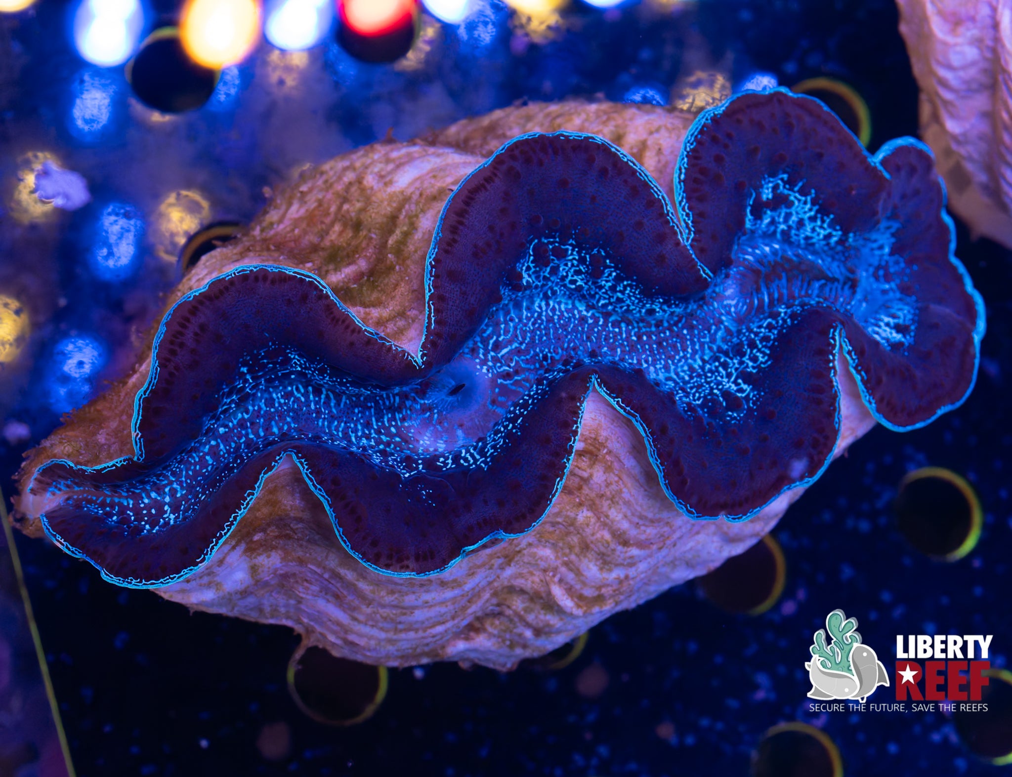 XL Maxima Clam (6in)