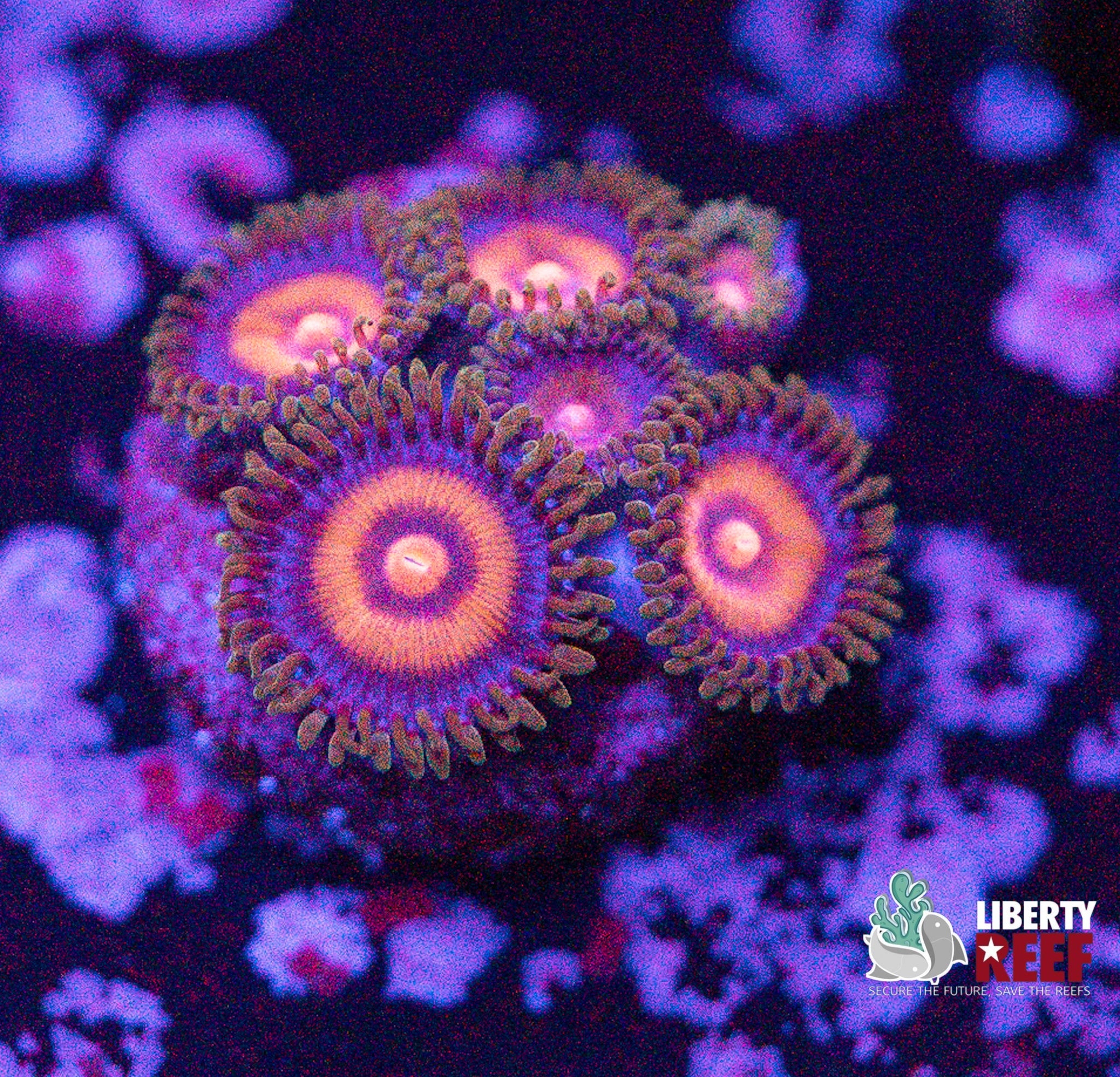 Liberty Reef Auction