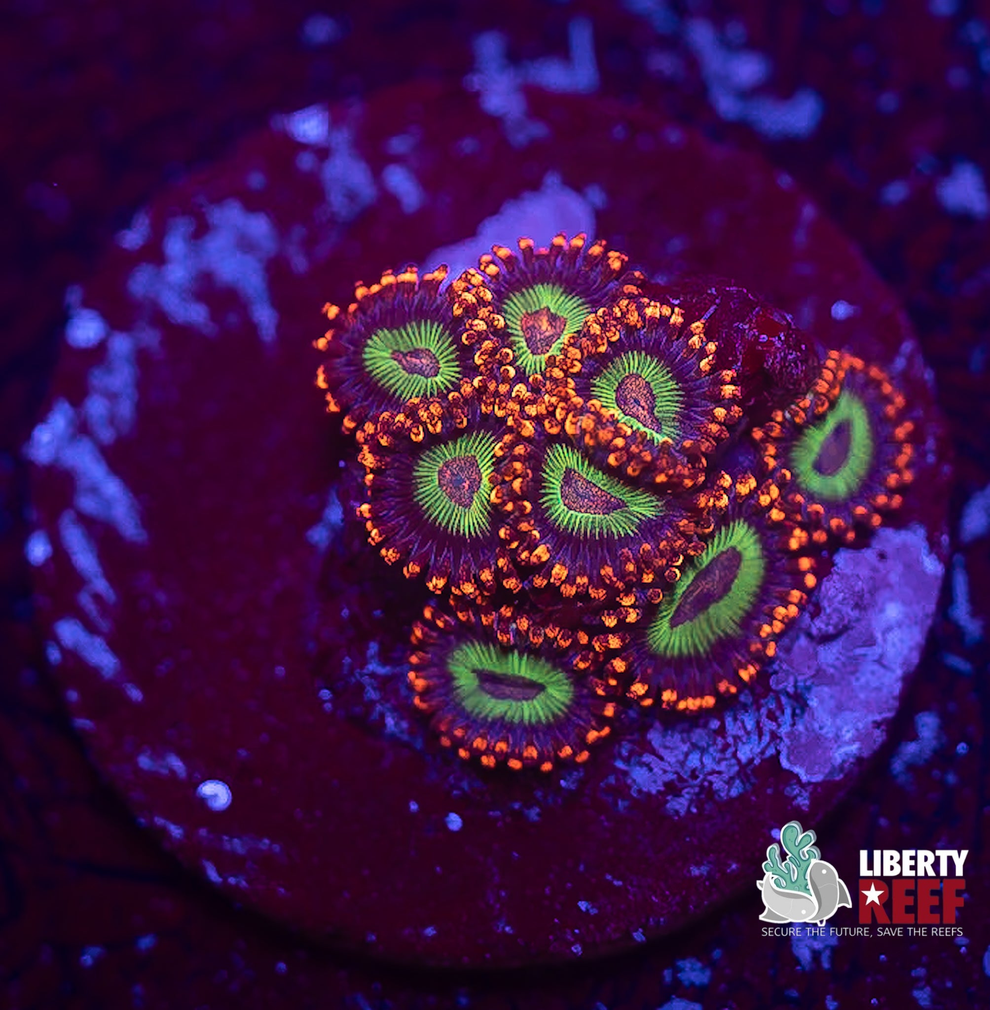 Emeralds on Fire Zoas