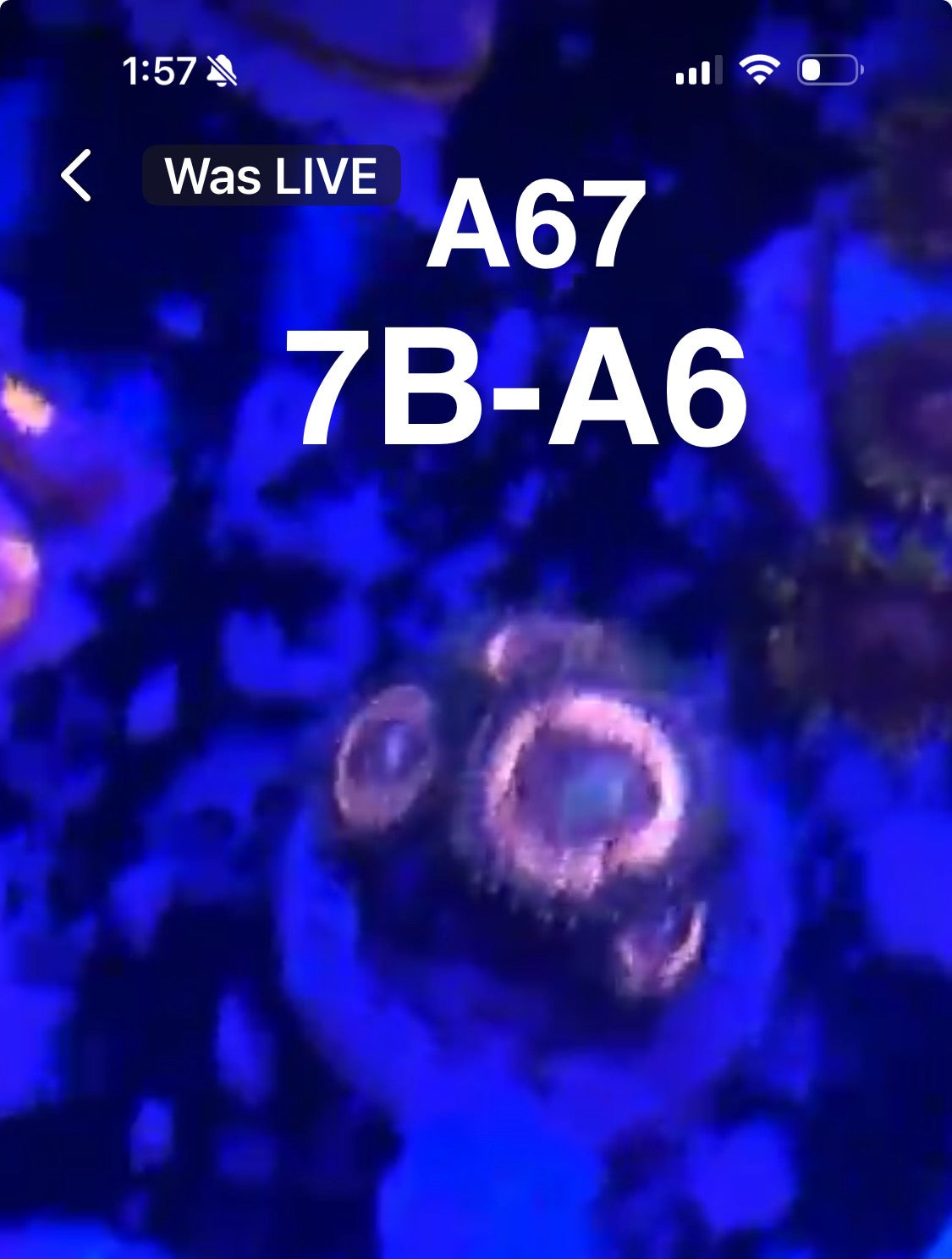 Facebook Live Auctioning