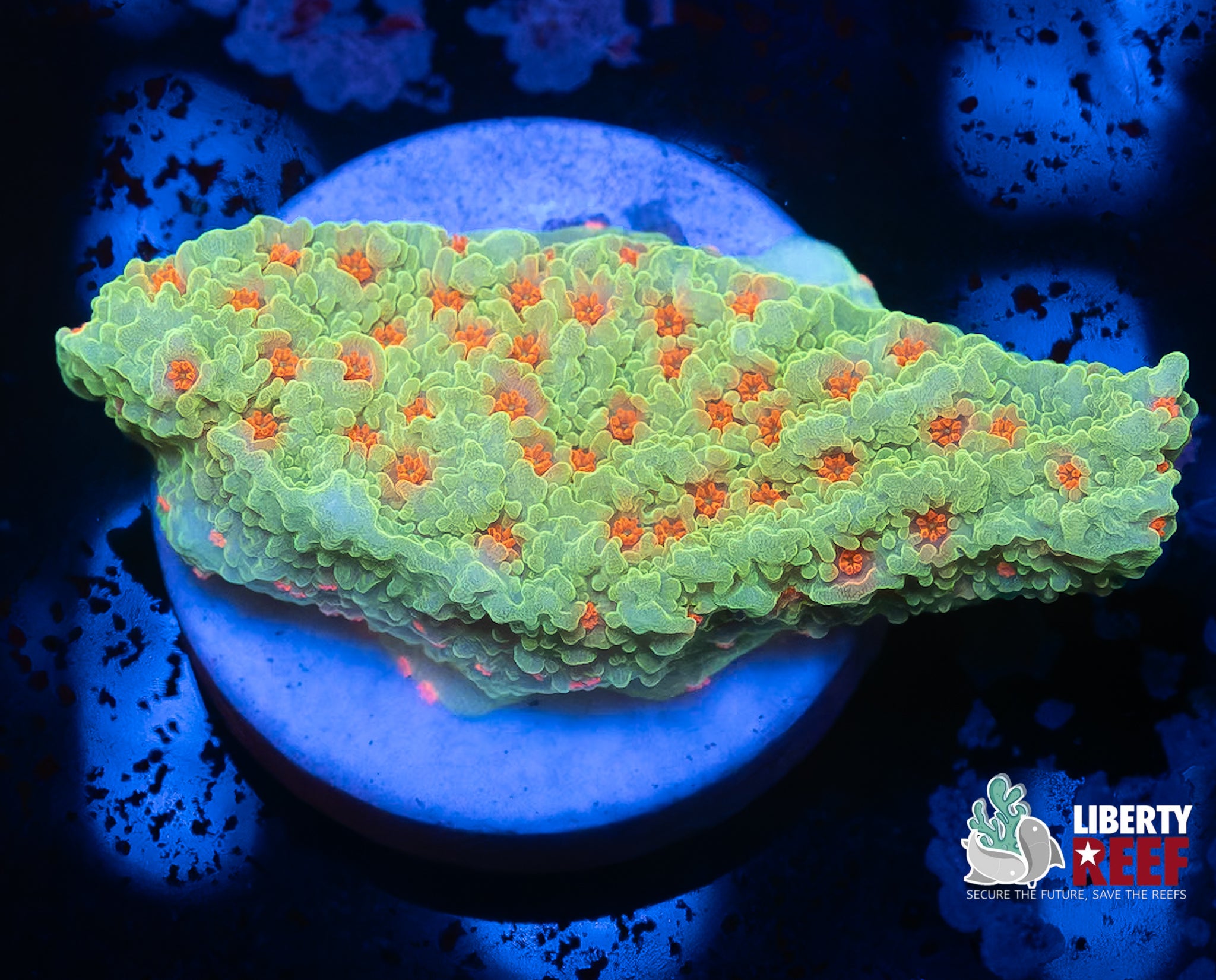 Chili Pepper Montipora