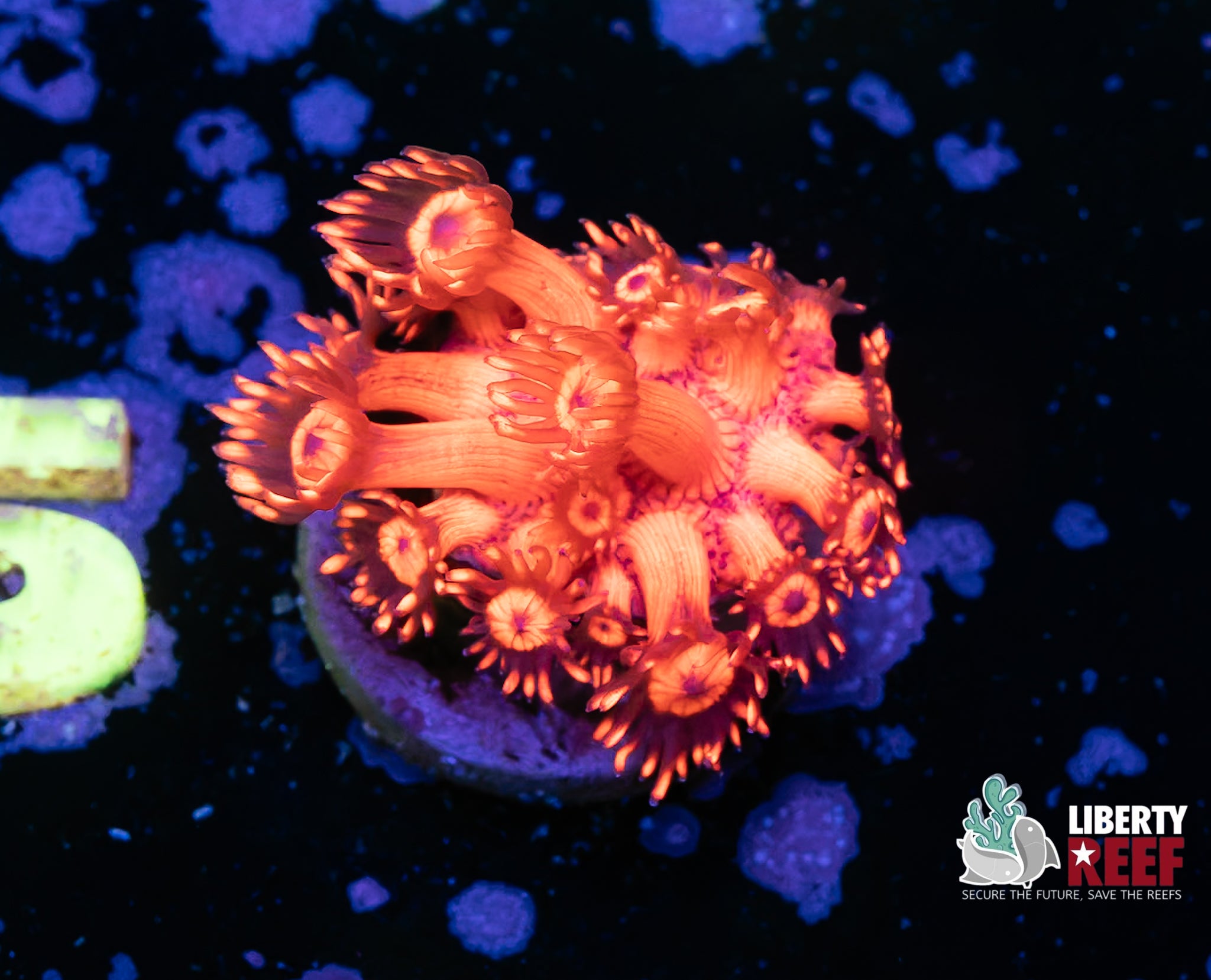 Metallic Red Goniopora