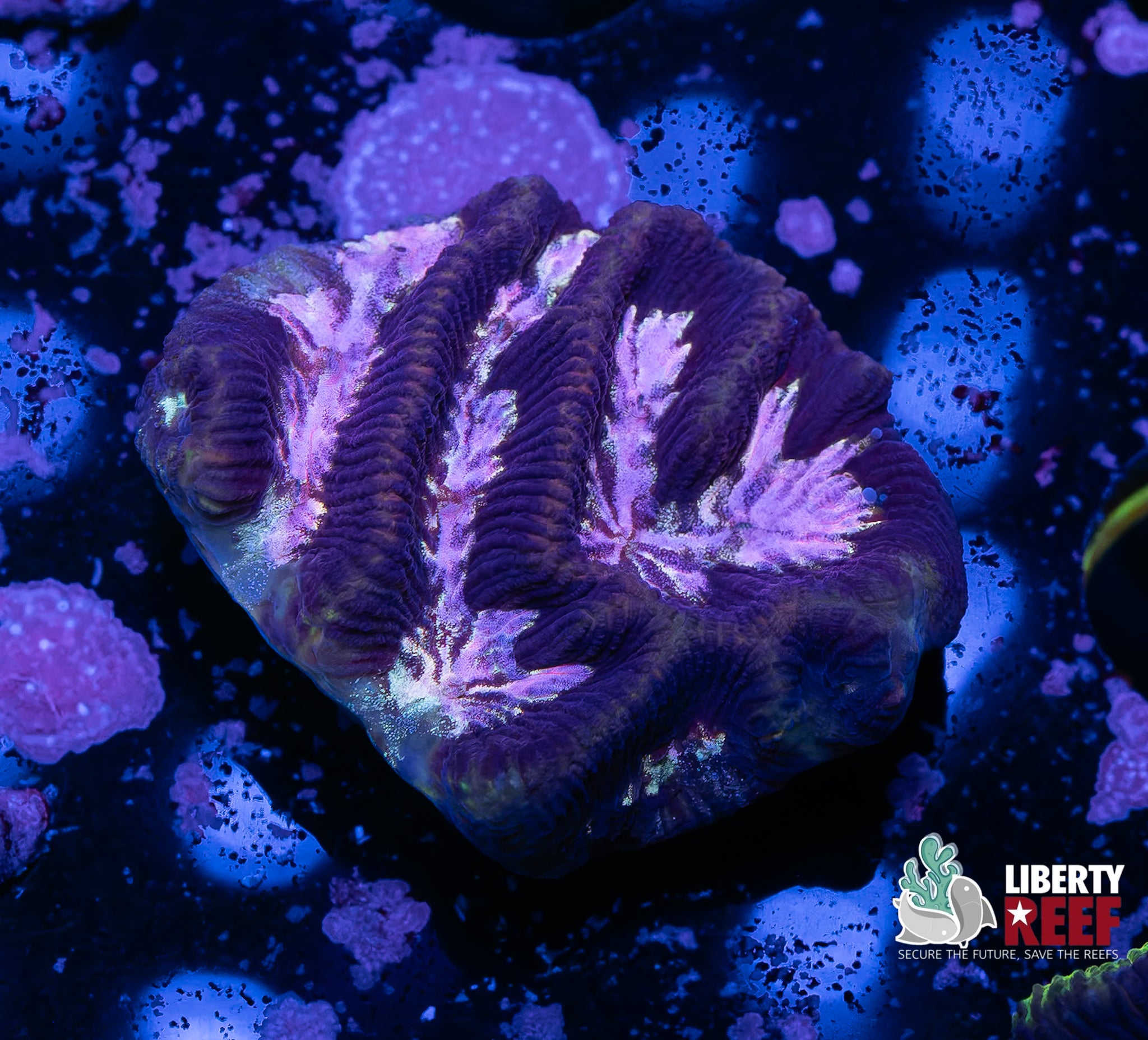 Purple Haze Maze Coral