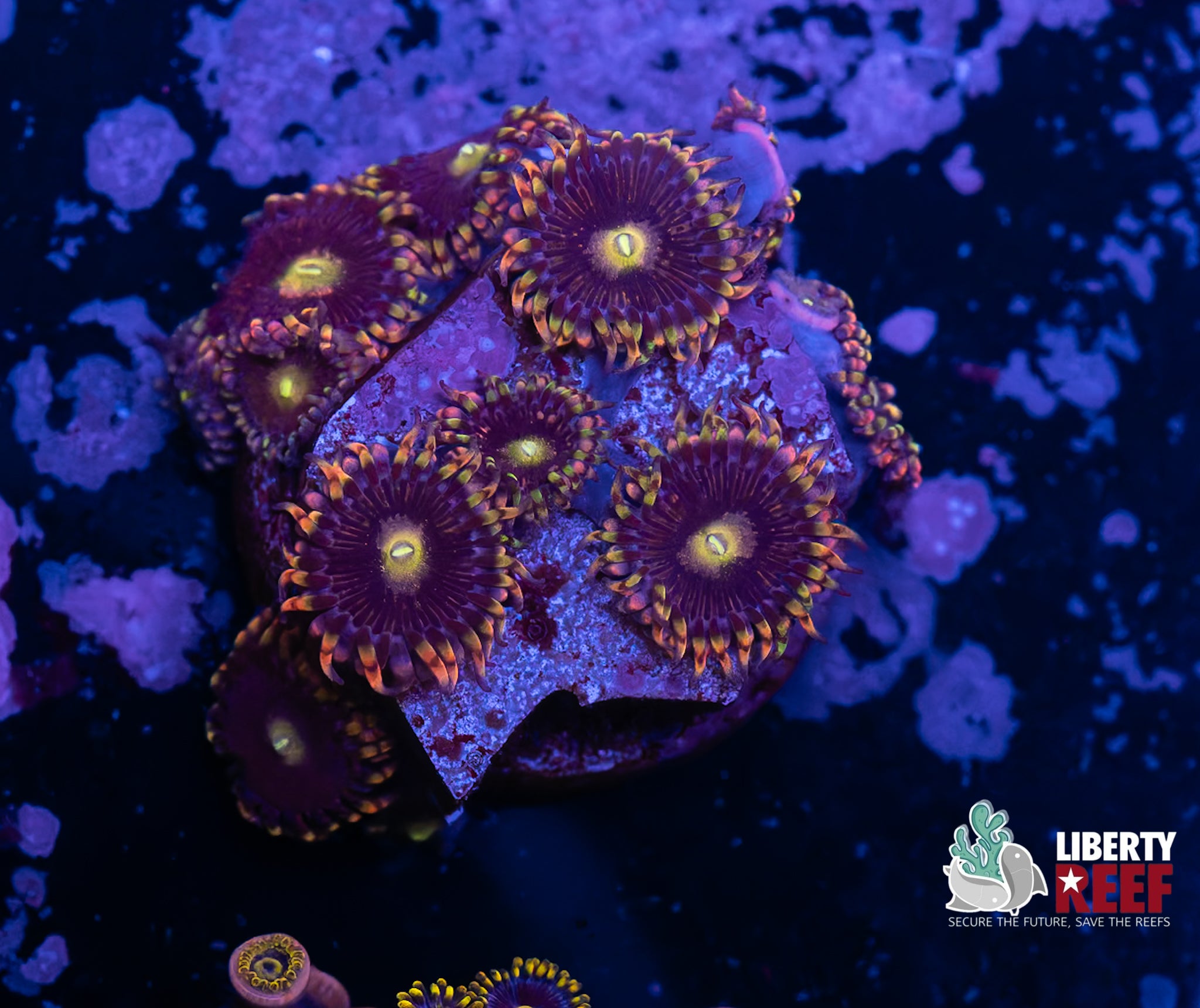 Big R Bozo Birthday Zoas