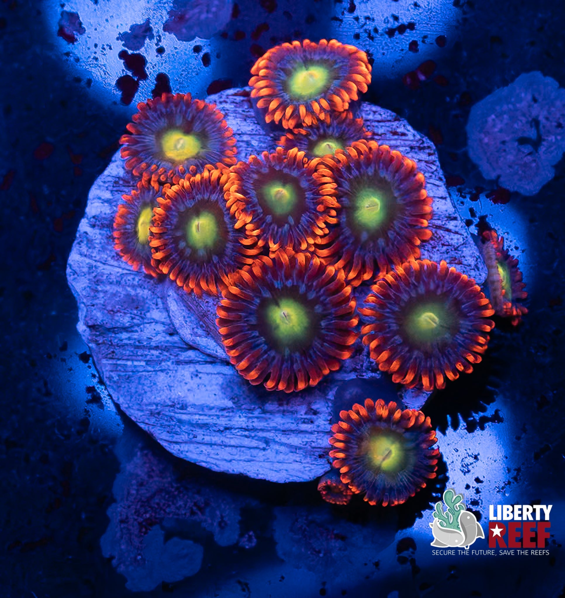 Circus Zoas