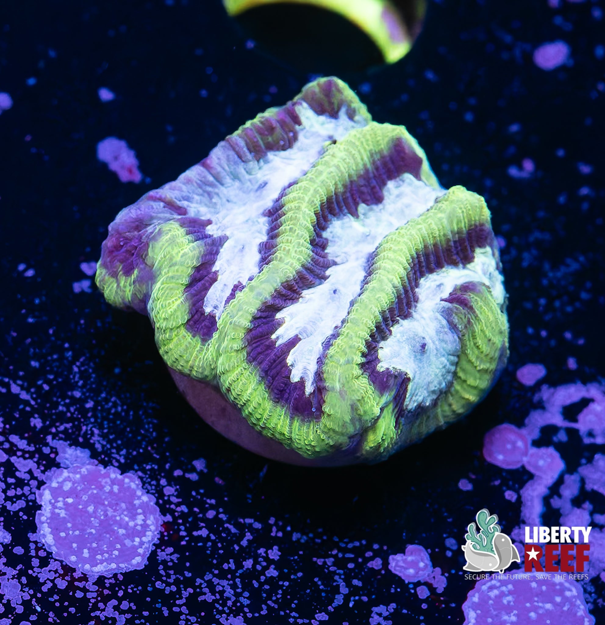 Platinum Dunes Maze Coral