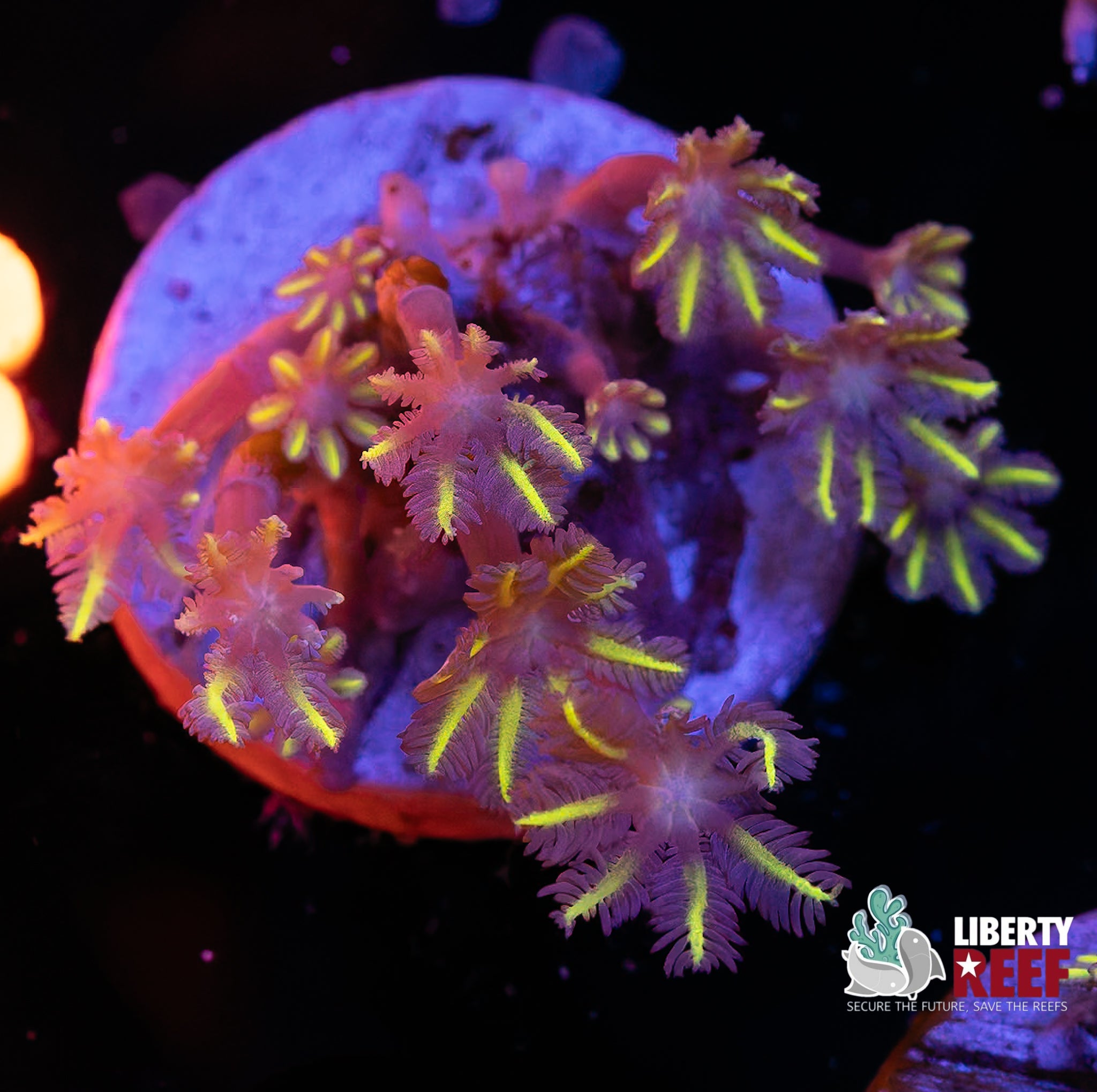 Amber Beam Clove Polyps