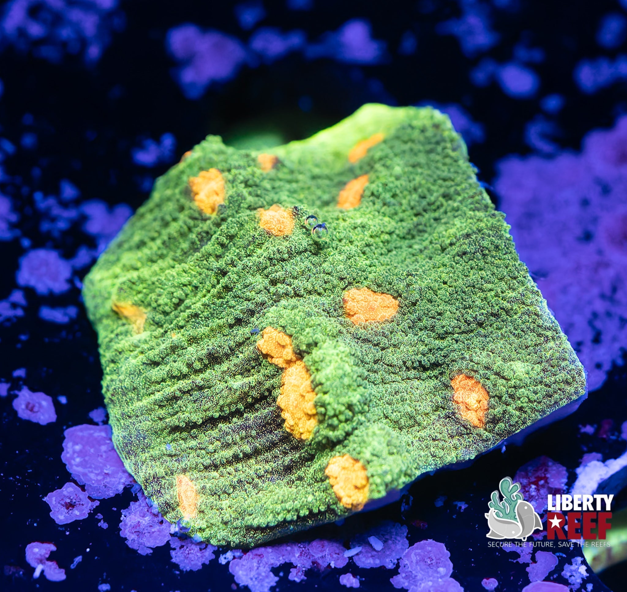 Liberty Reef Auction