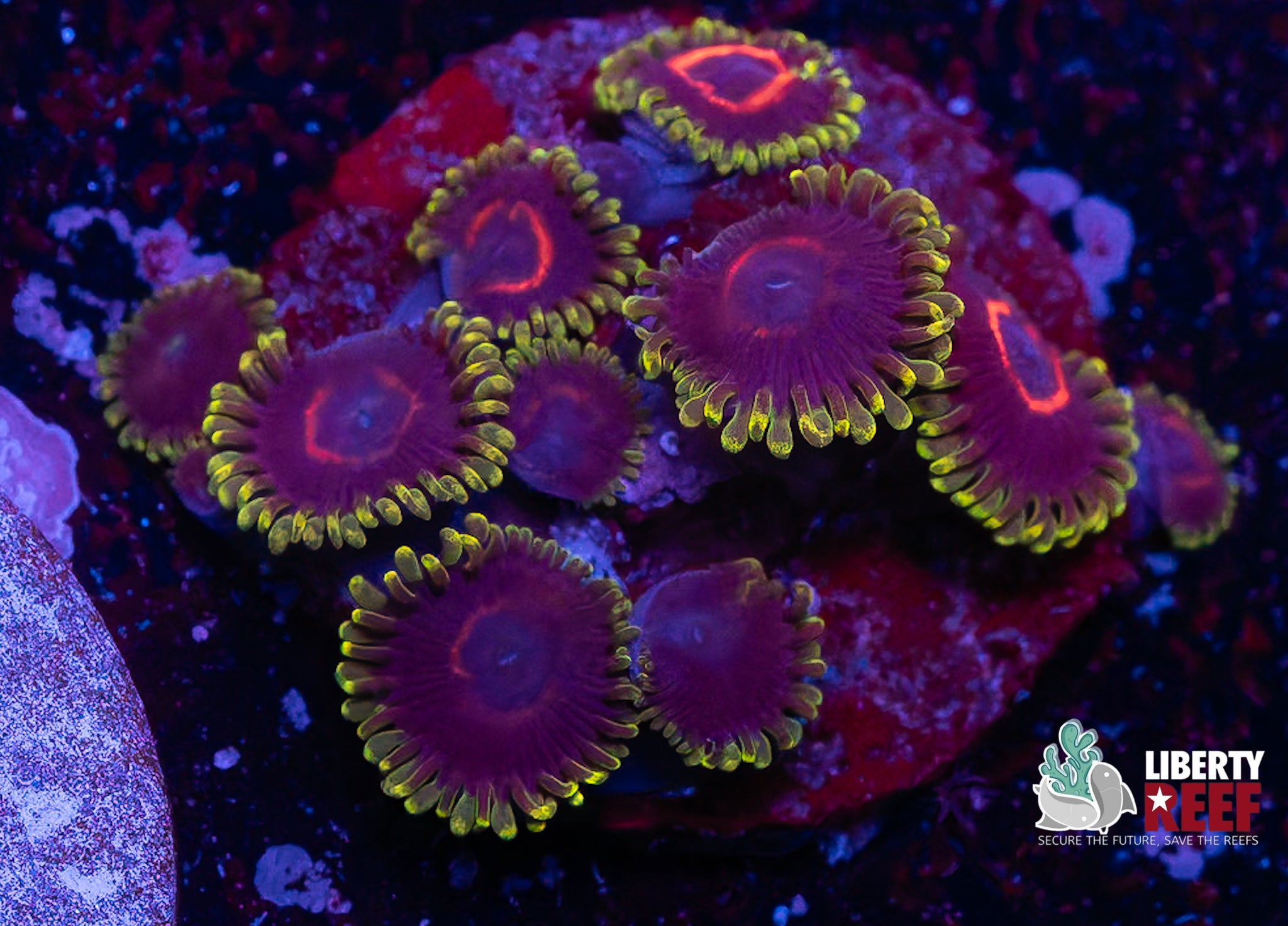 WWC Purple Hearts Zoas