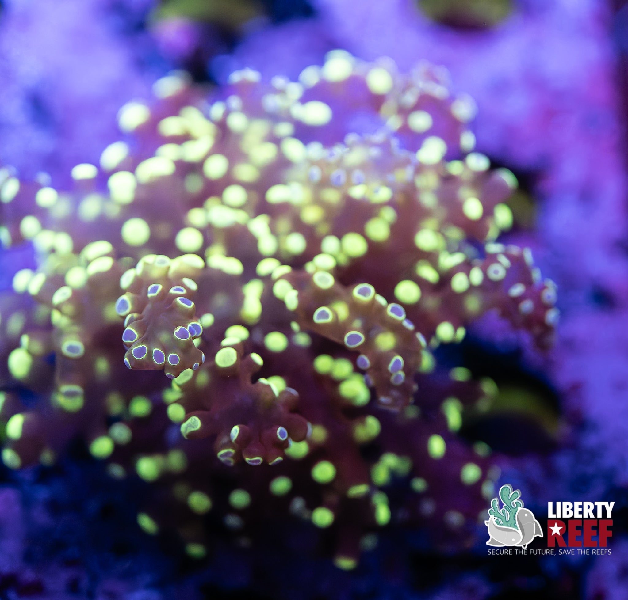Yellow Splatter Frogspawn