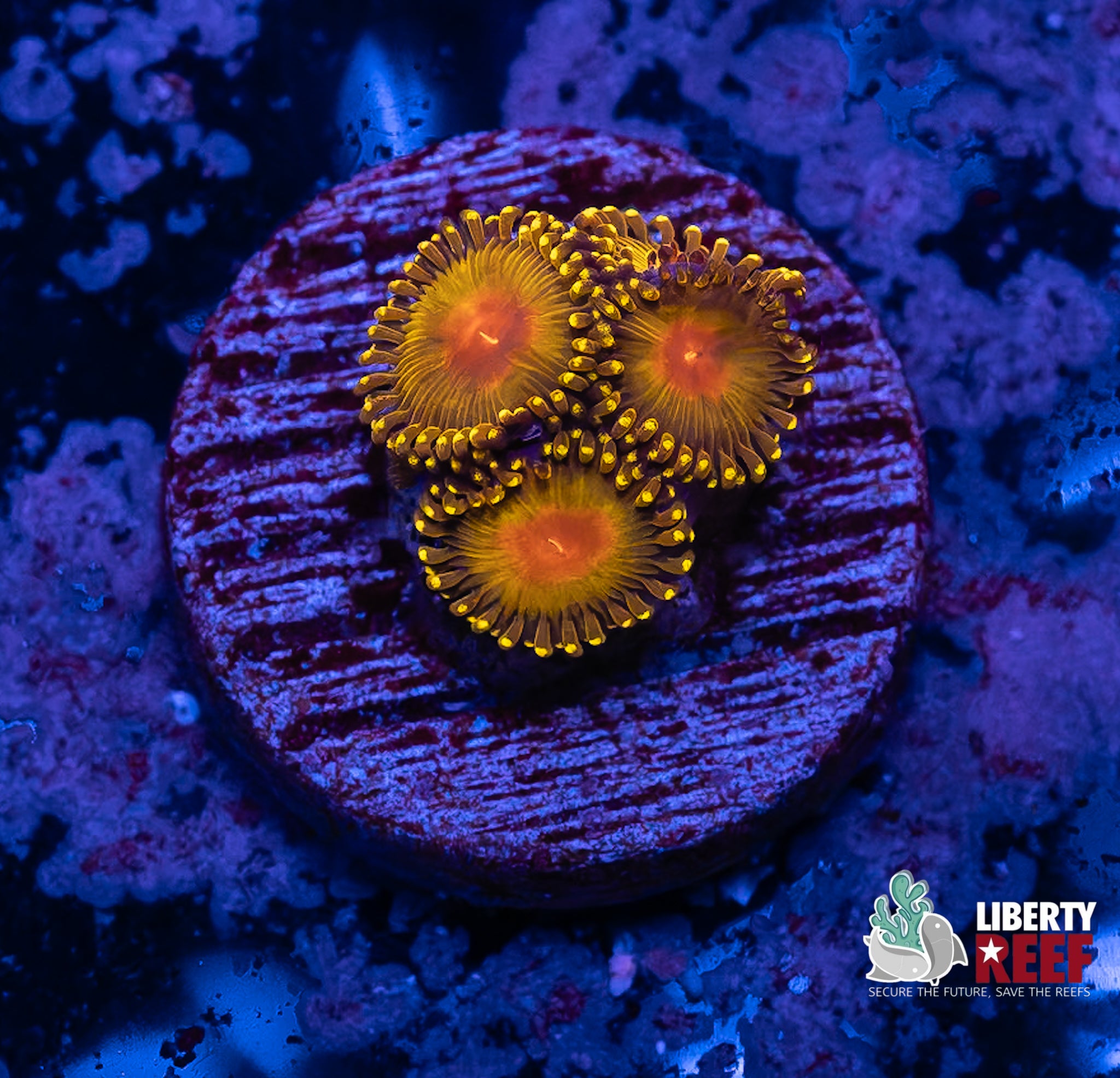 WWC Golden God Zoas