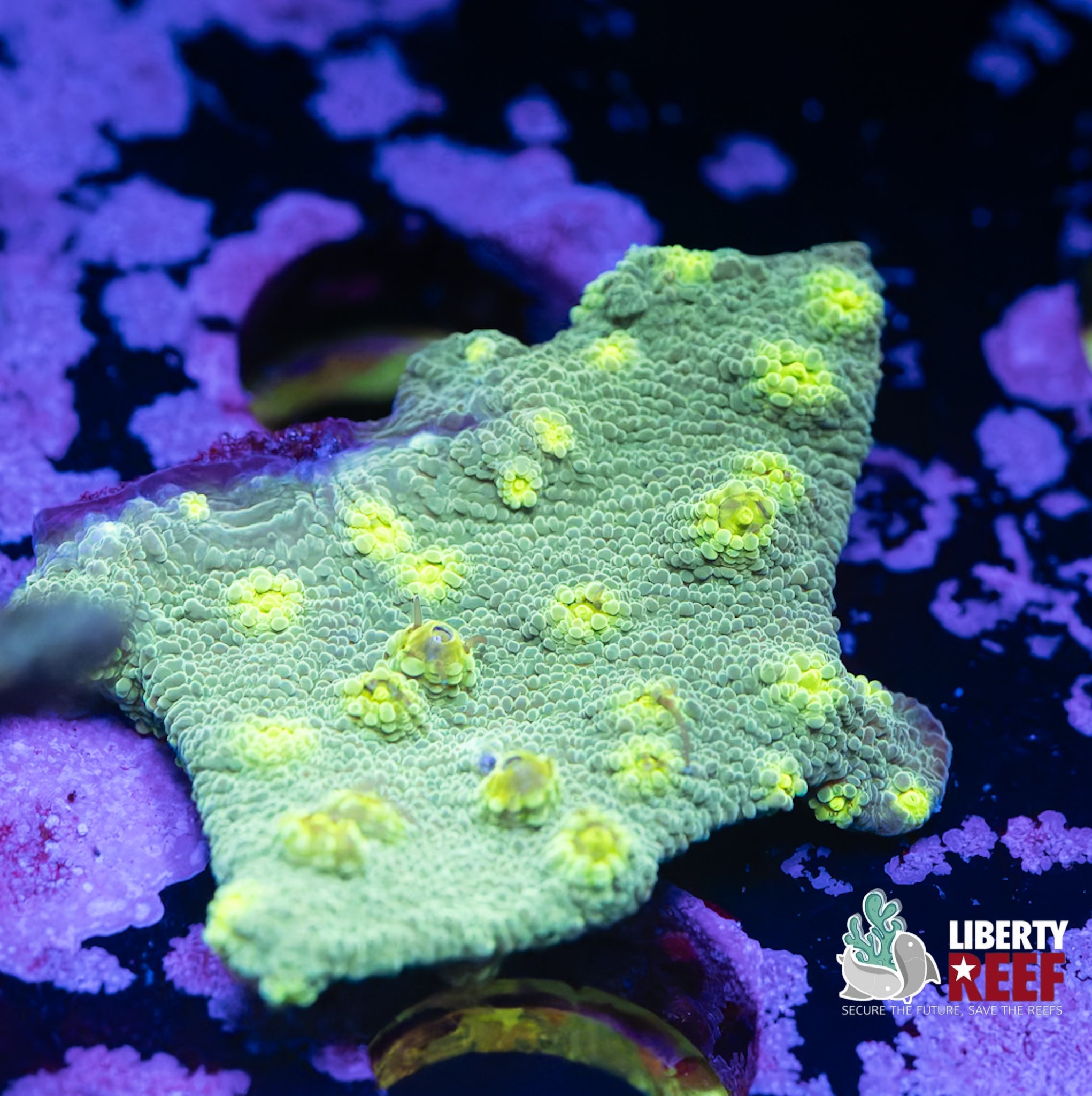 Liberty Reef Auction