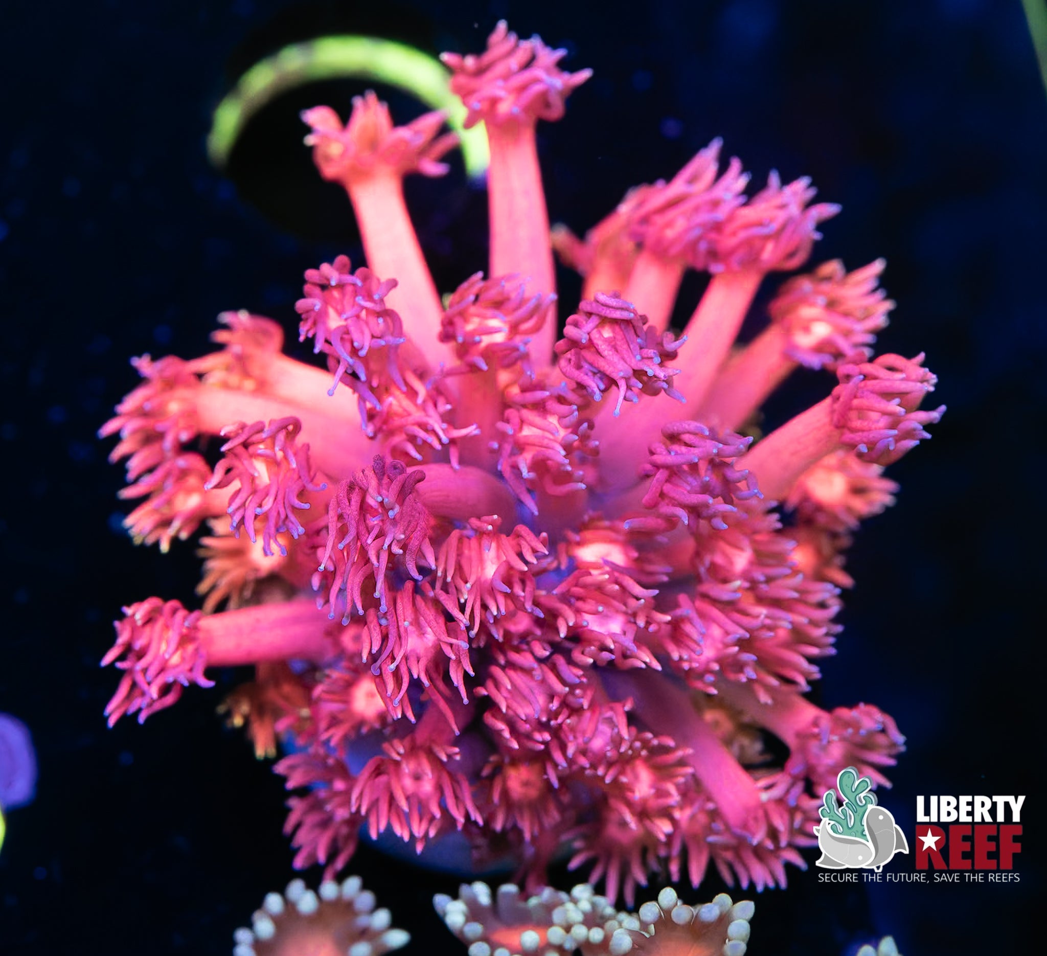 Insane Rainbow Unicorn Goniopora