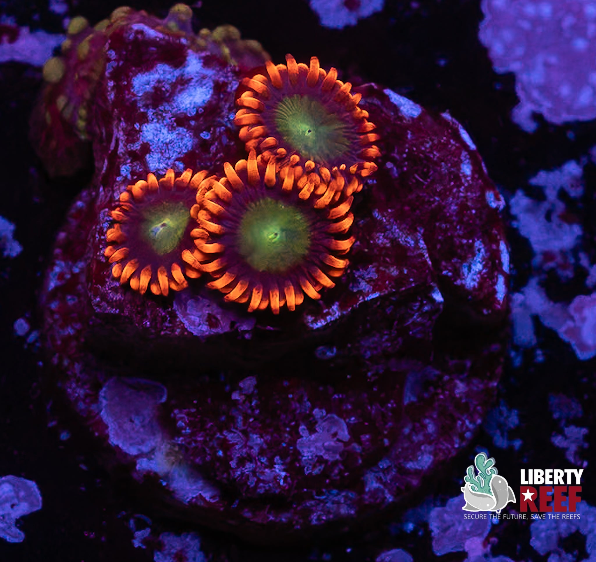 Goblins on Fire Zoas