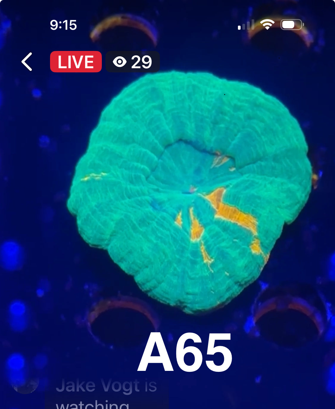 9/13 Facebook Live Auction