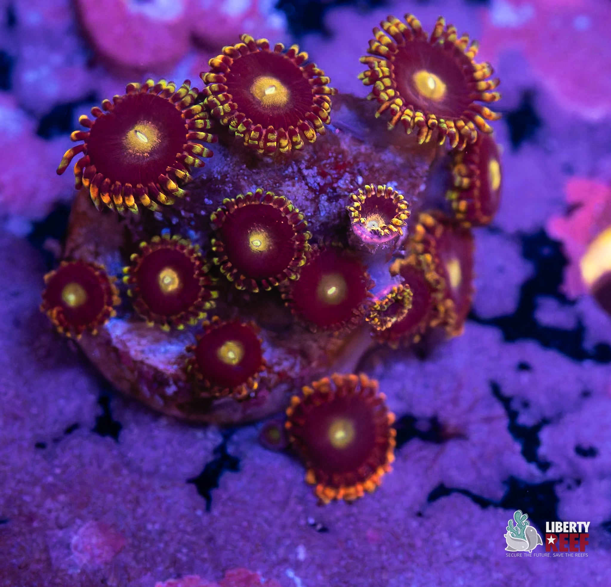 10/31 Online Auction