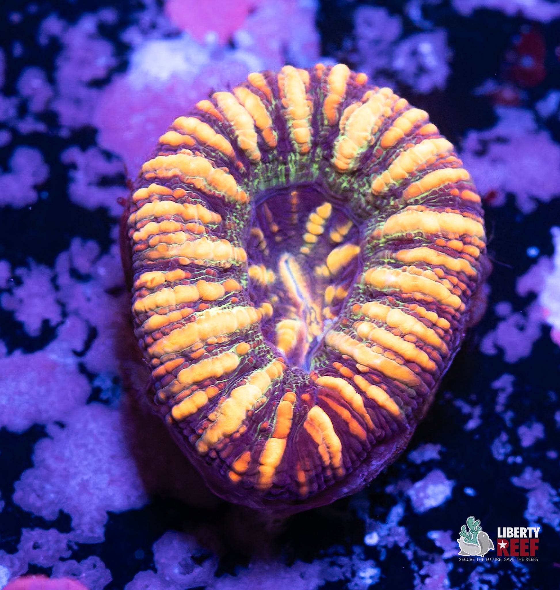 10/31 Online Auction