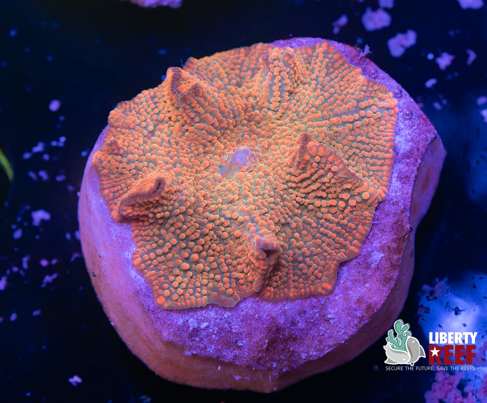 Cosmic Interstellar Discoma Mushroom