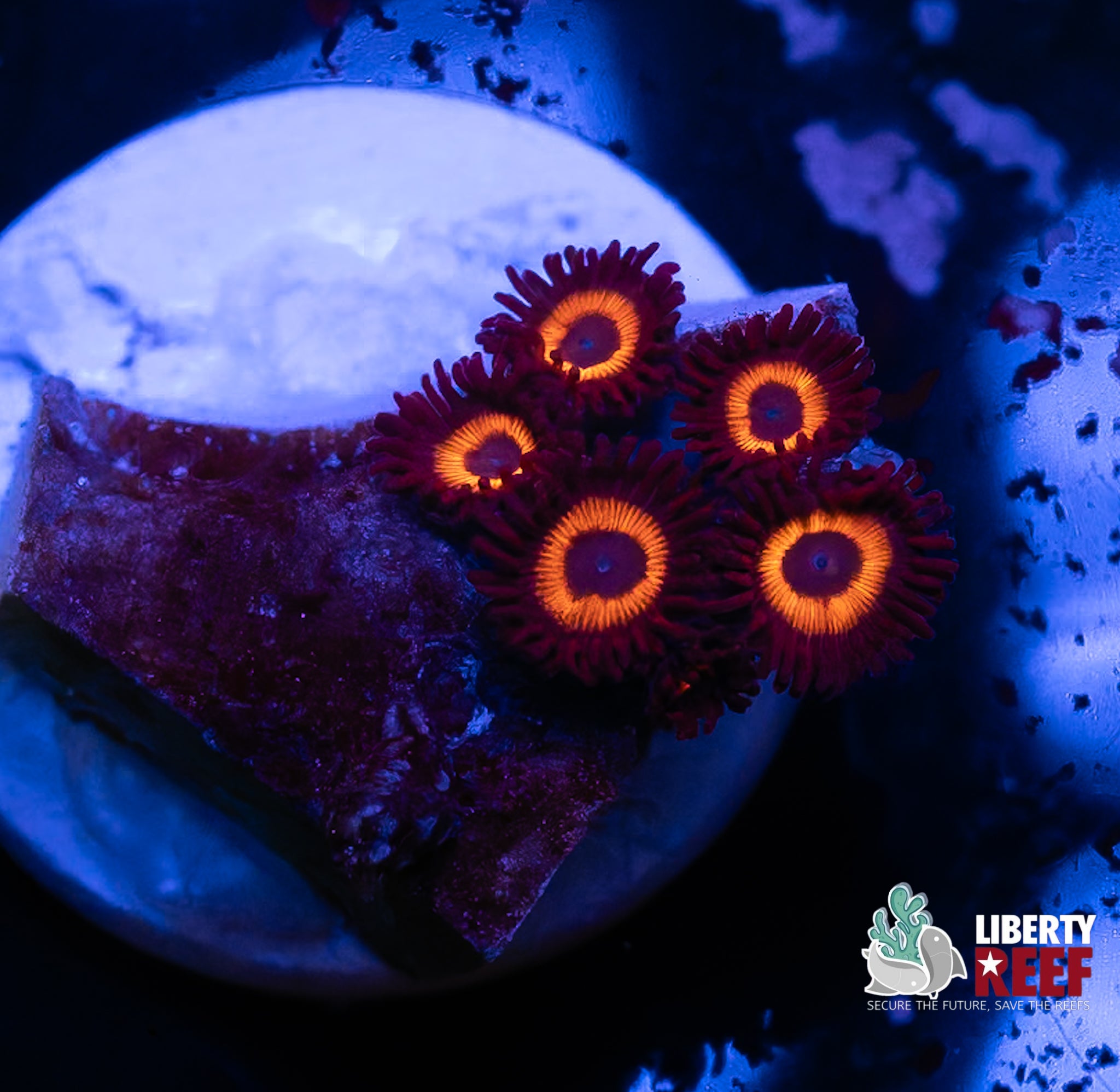 Reverse Bob Marley Zoas