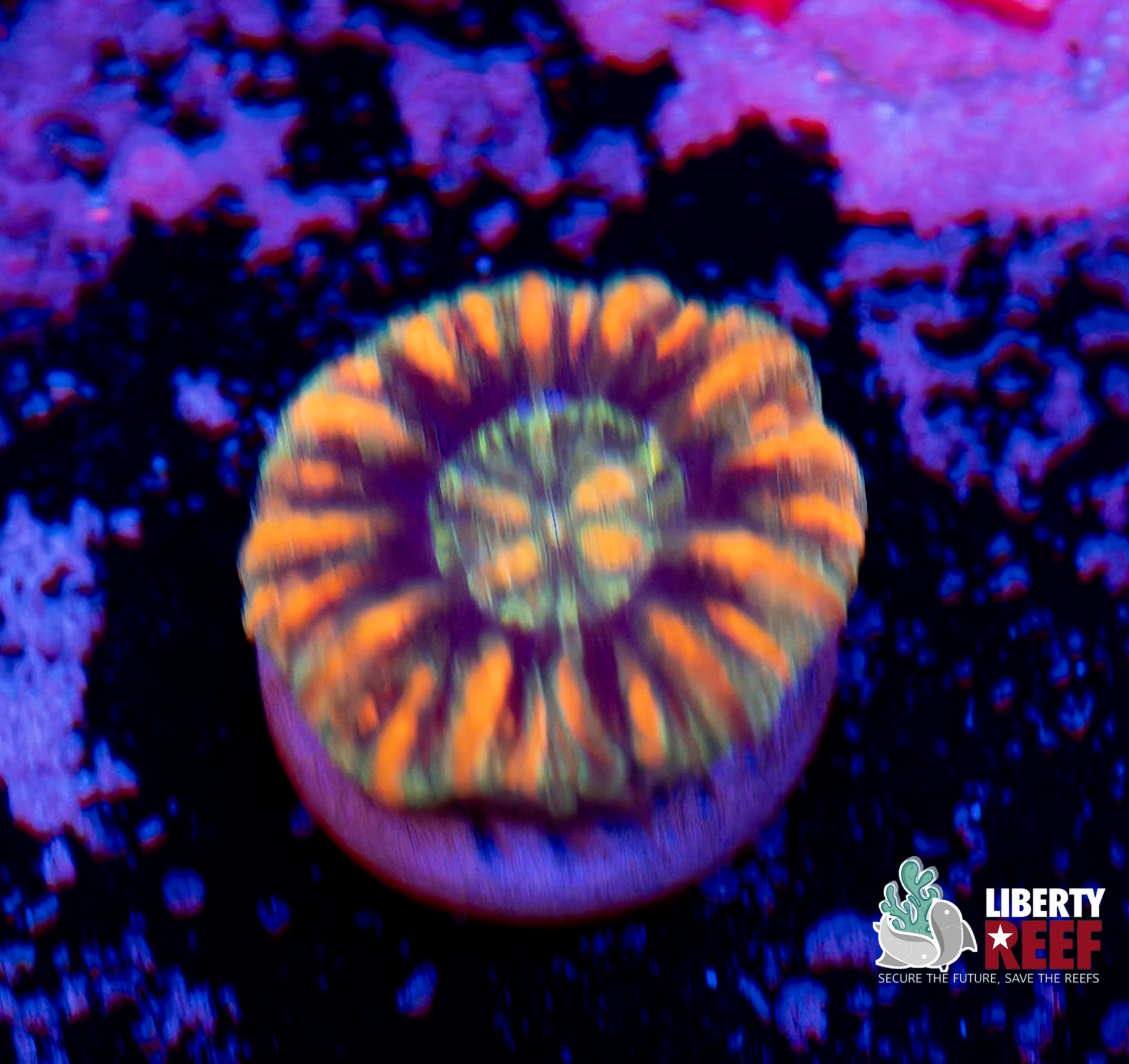 UFO Button Scoly