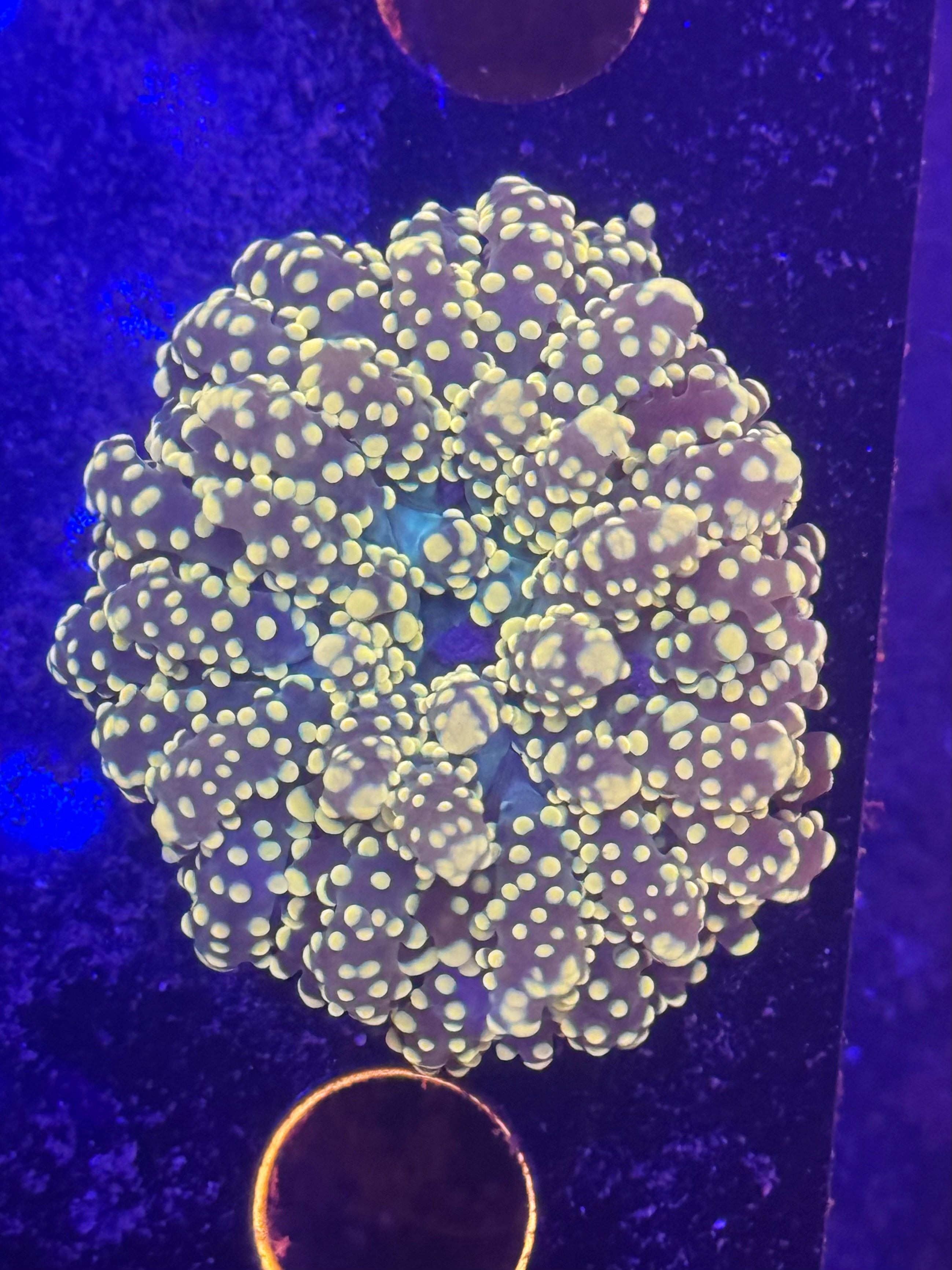 Peach Tip Green Center Octospawn