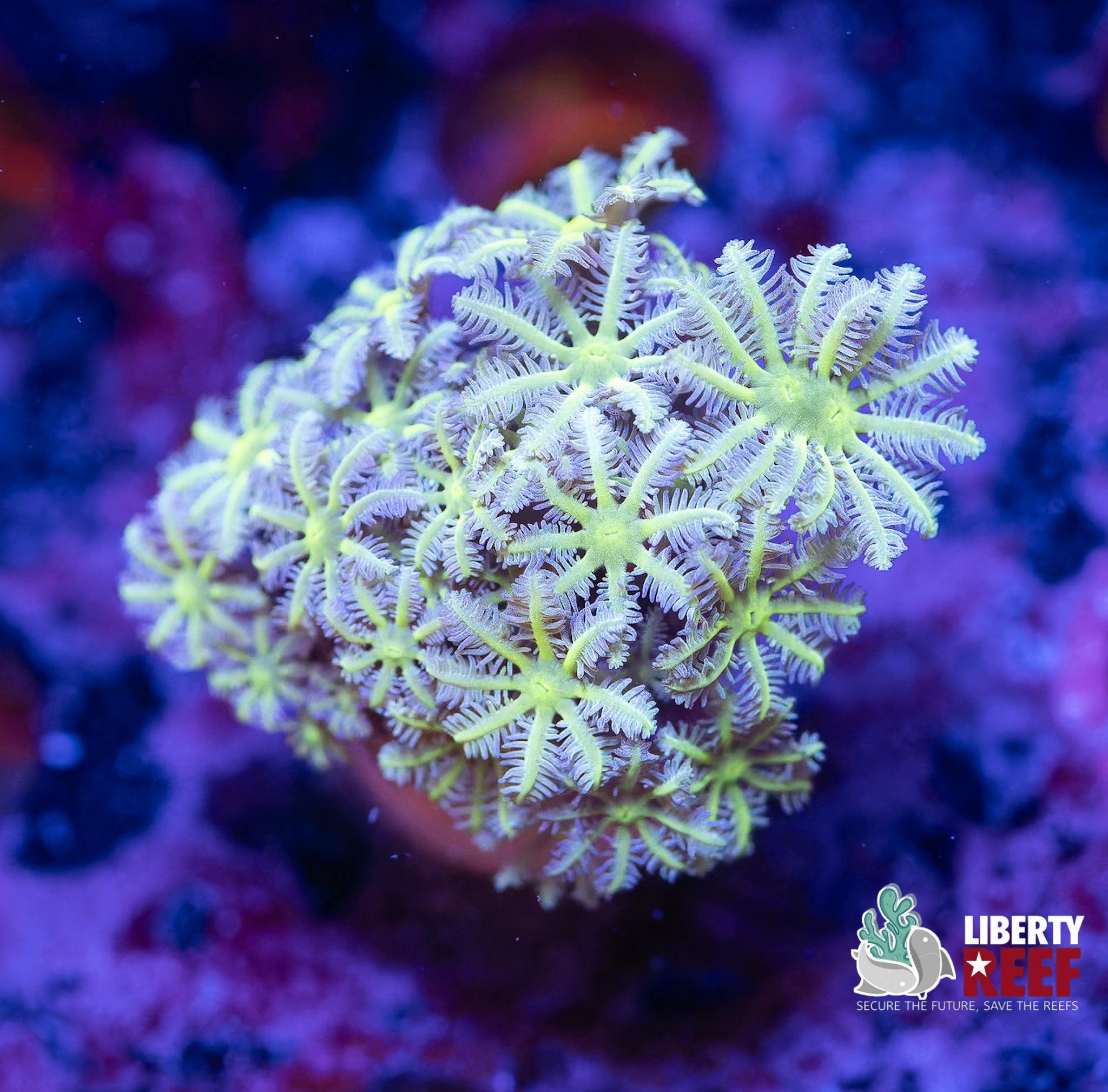 Neon Clove Polyps