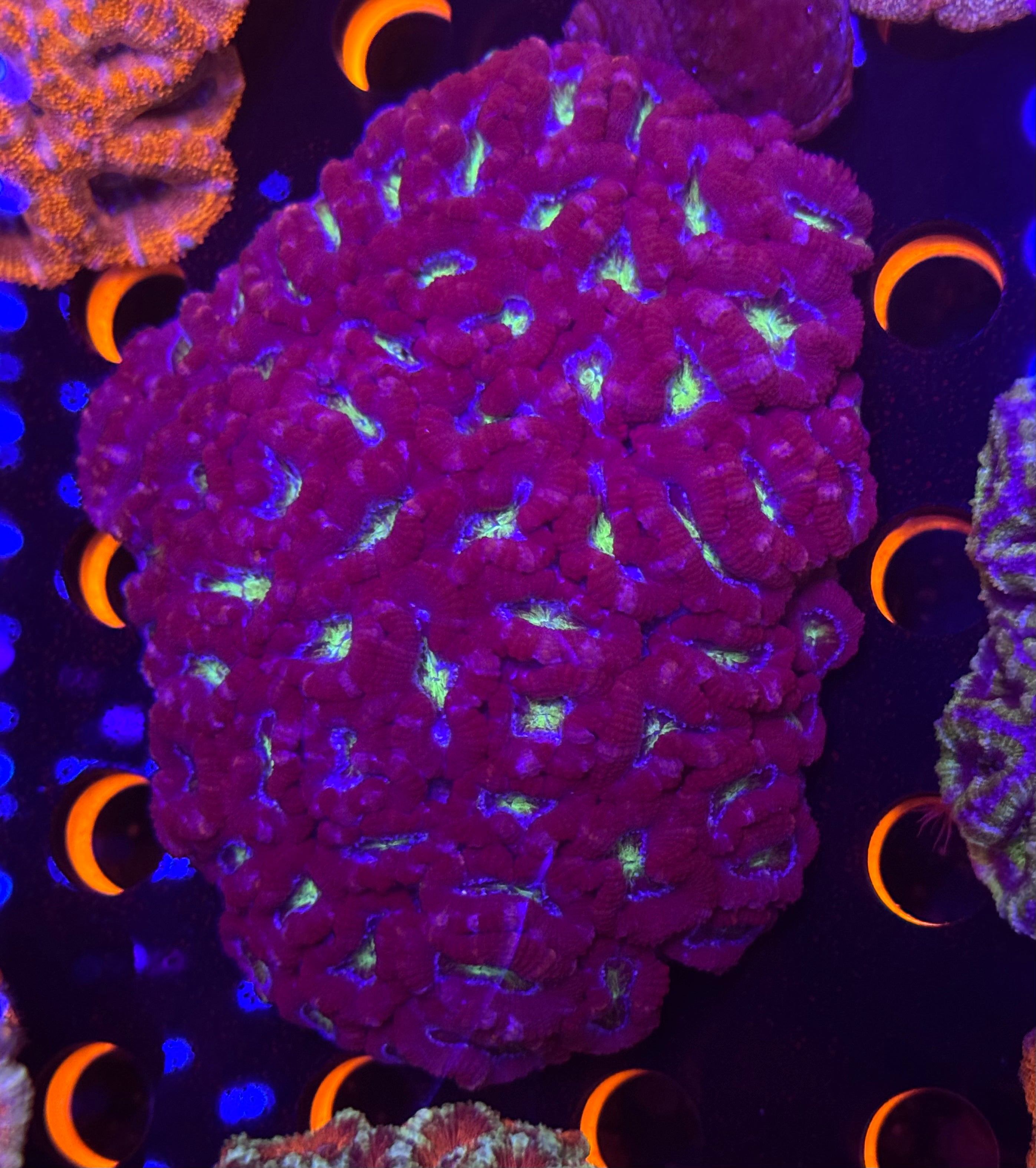 Insane Purple Monster Acan Colony