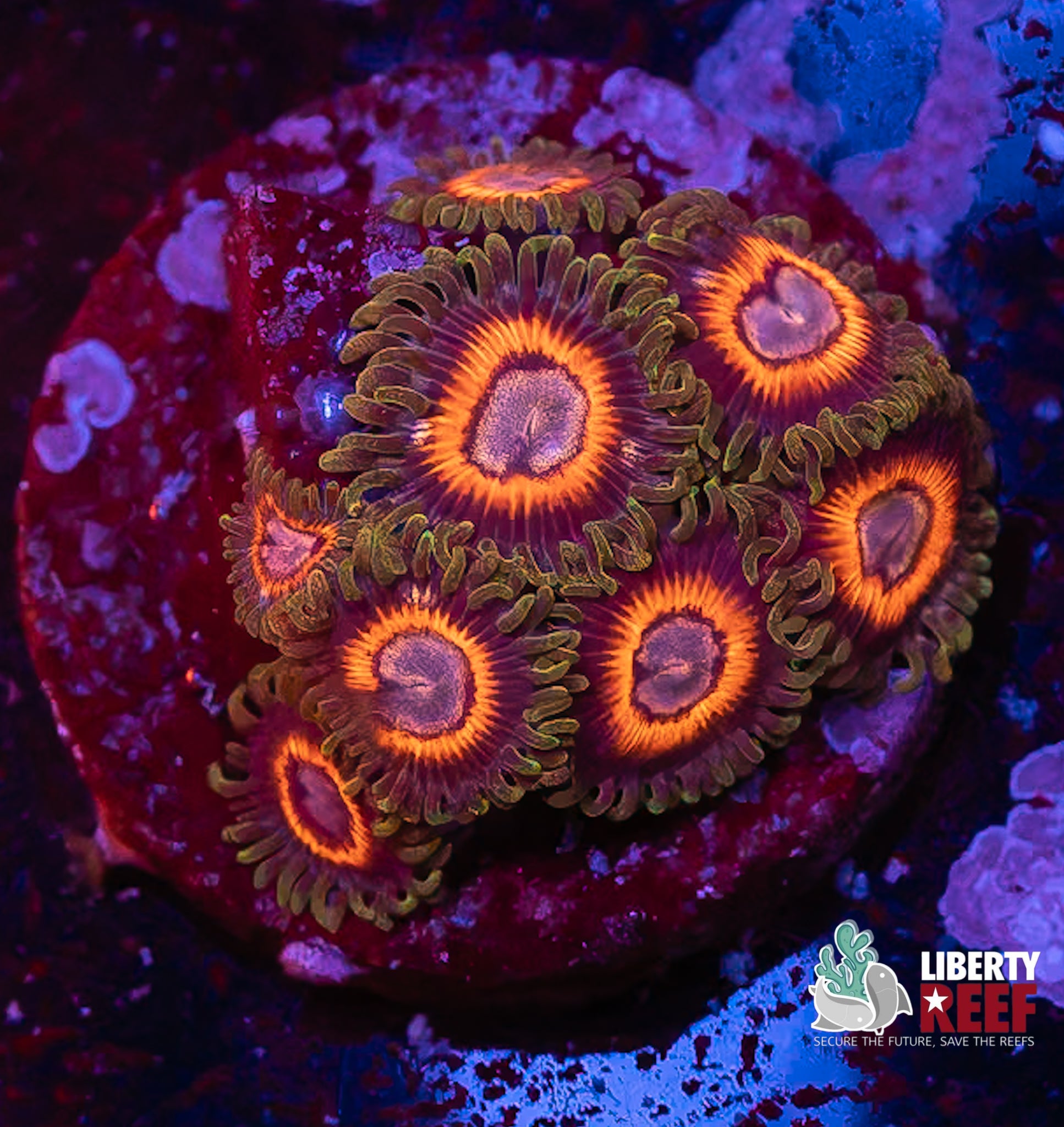 WHAMMIN Watermelon Zoas