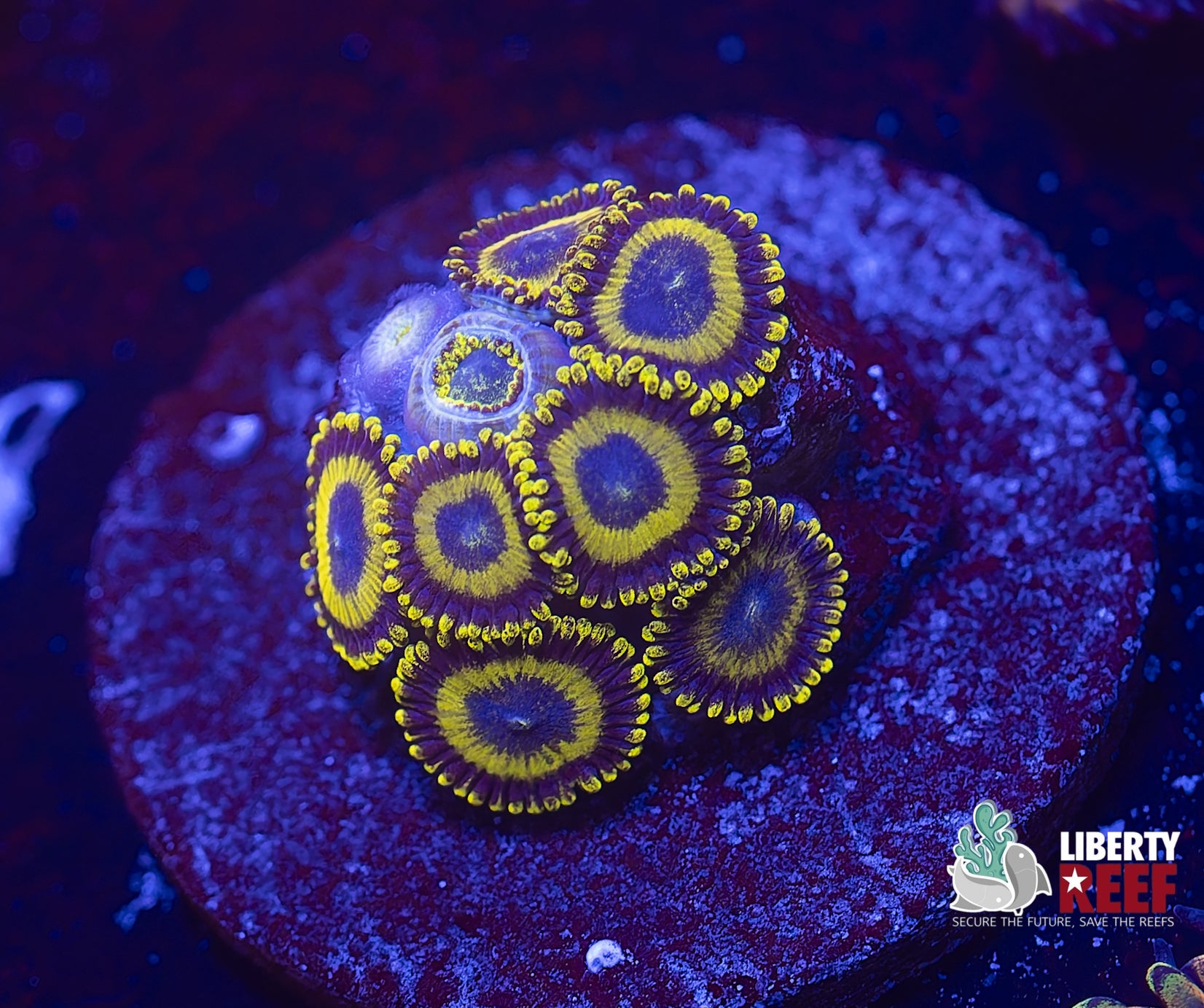 LA Laker Zoas