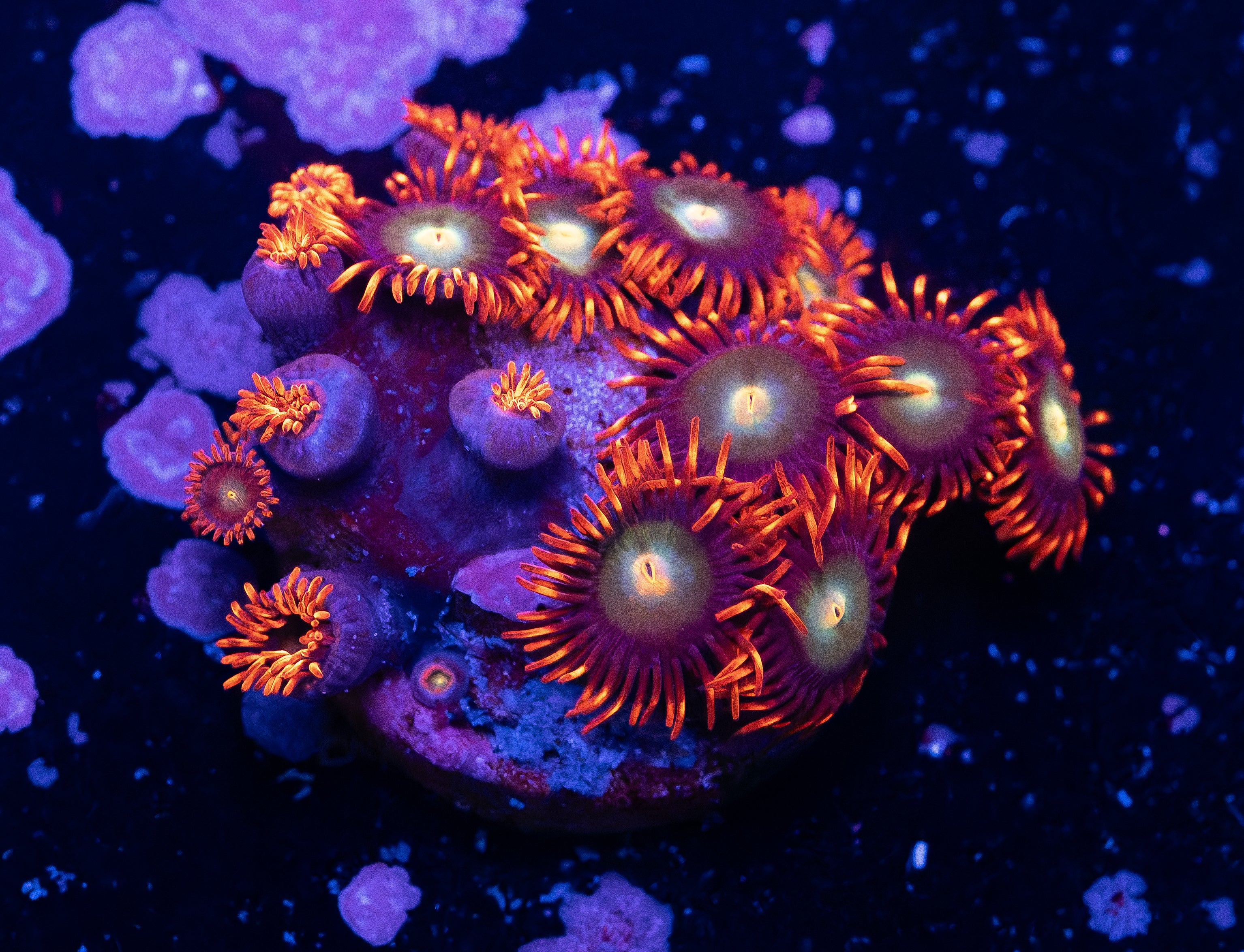 Blondies Zoas