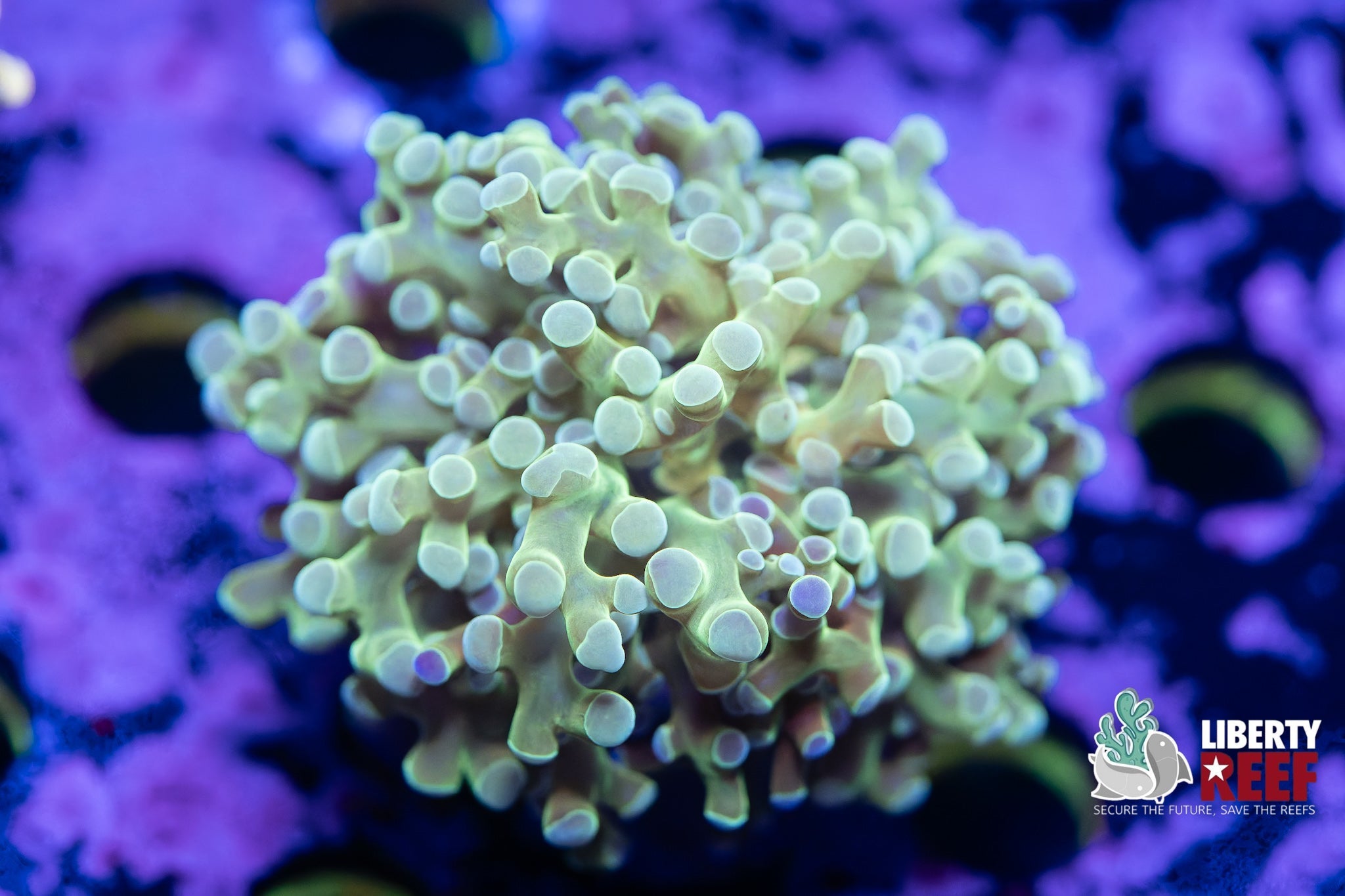 Liberty Reef Auction