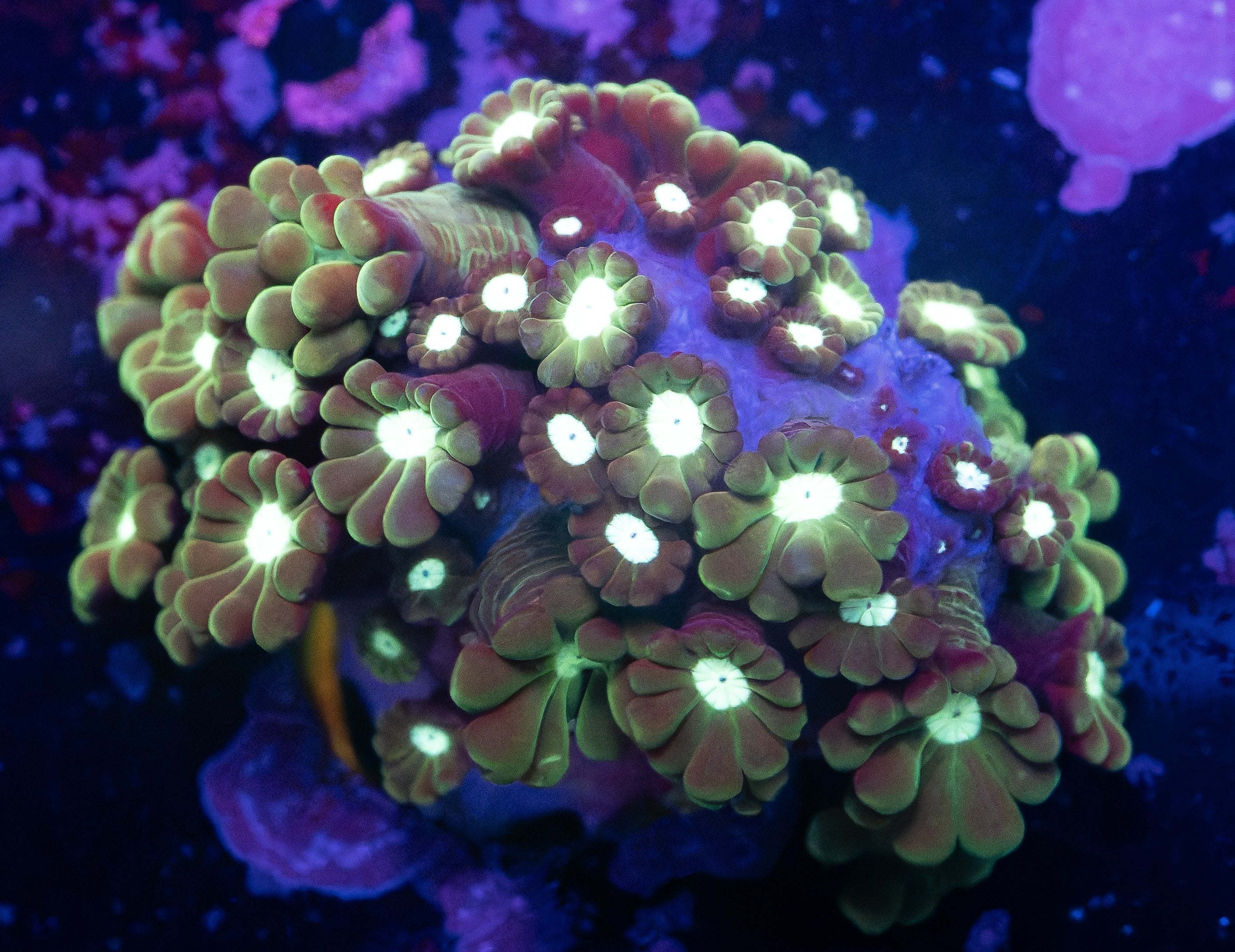 Branching Alveopora