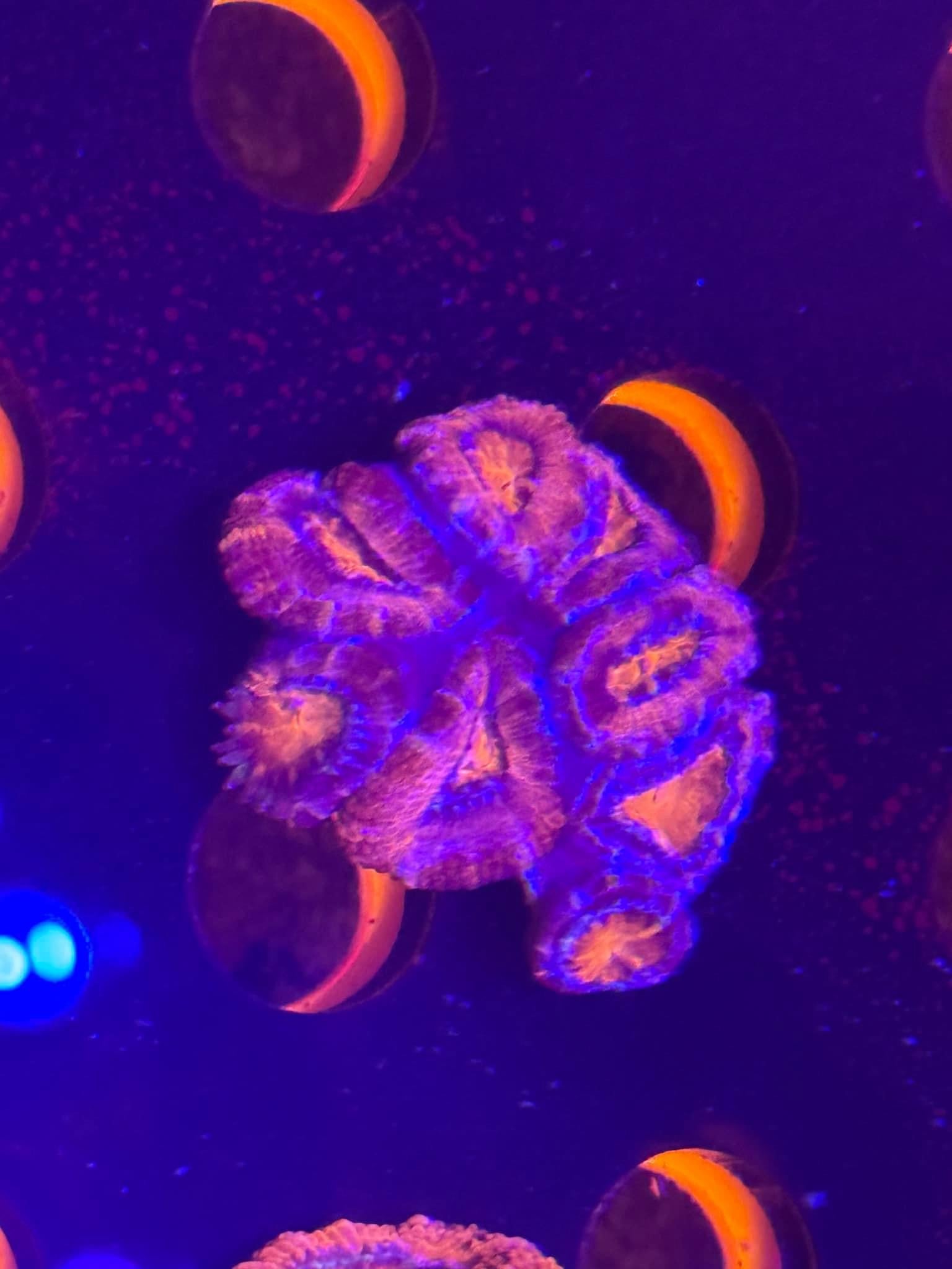 Blue Rim Acan Chunk