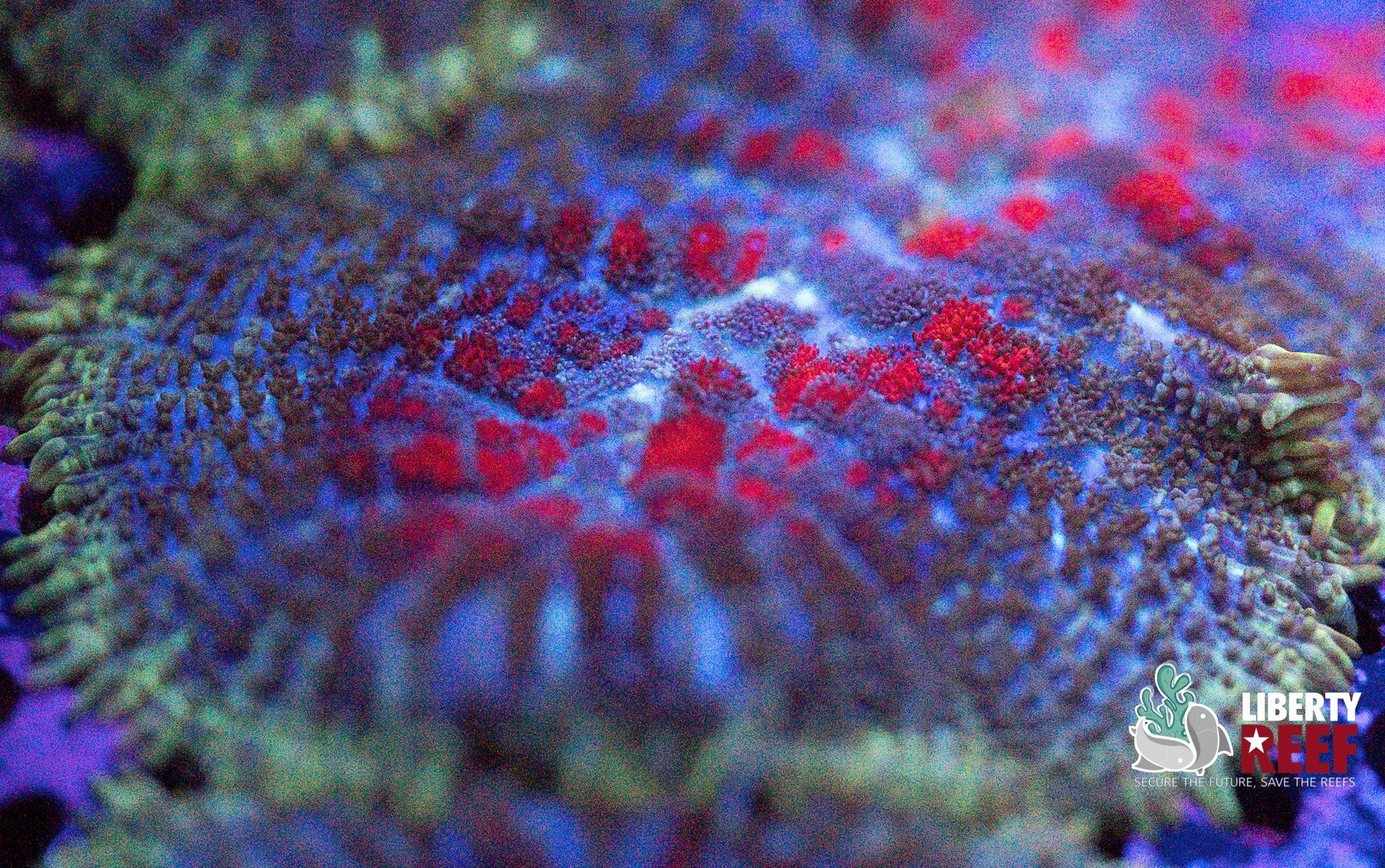 Liberty Reef Auction