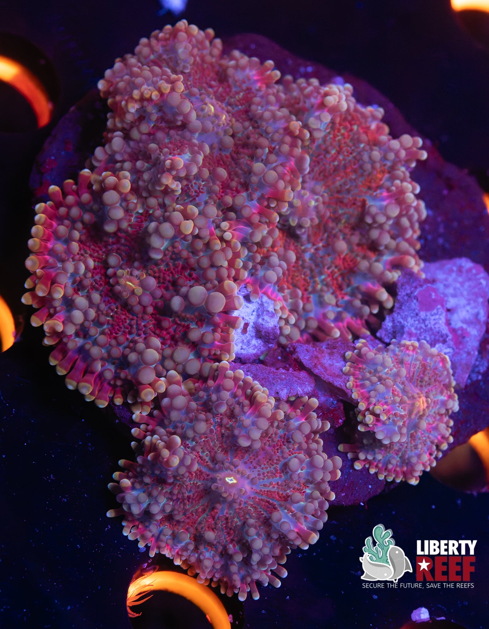 Cosmic Evolution Yuma Mushroom