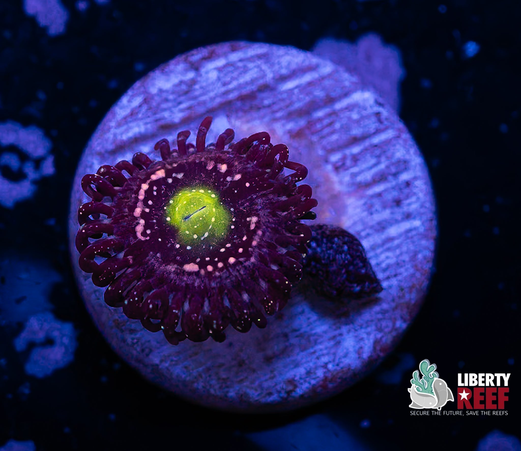 Blue Lagoon Zoa (1st Time on Auction!)
