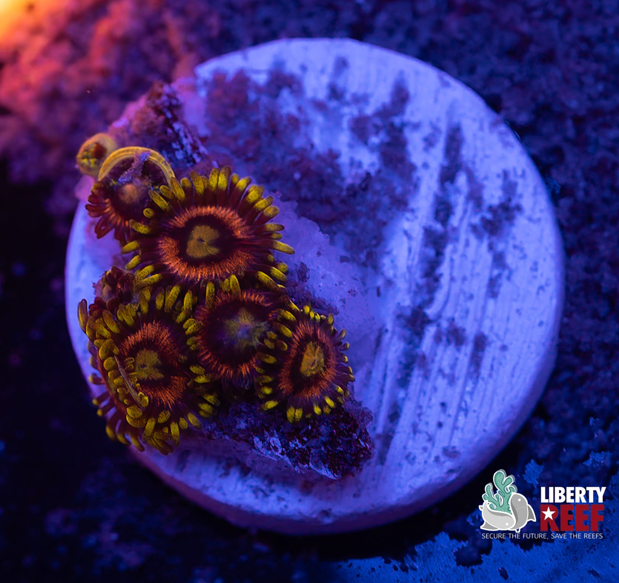 Laser Lemon Zoas