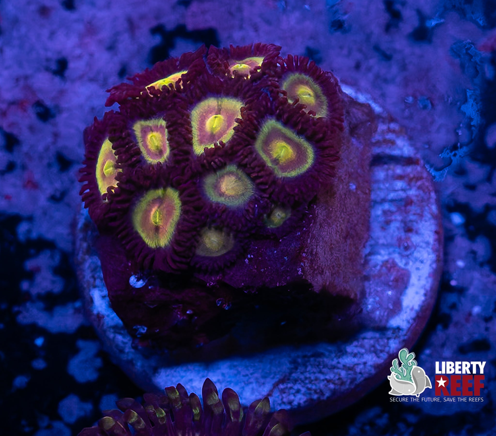 Wolverine Morph Zoas (super unique!)
