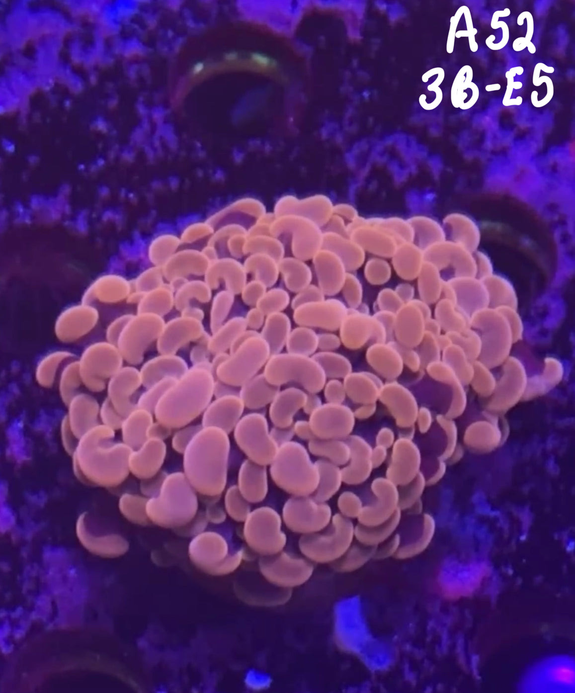 Michael Thies 10/18 Facebook Live Auction