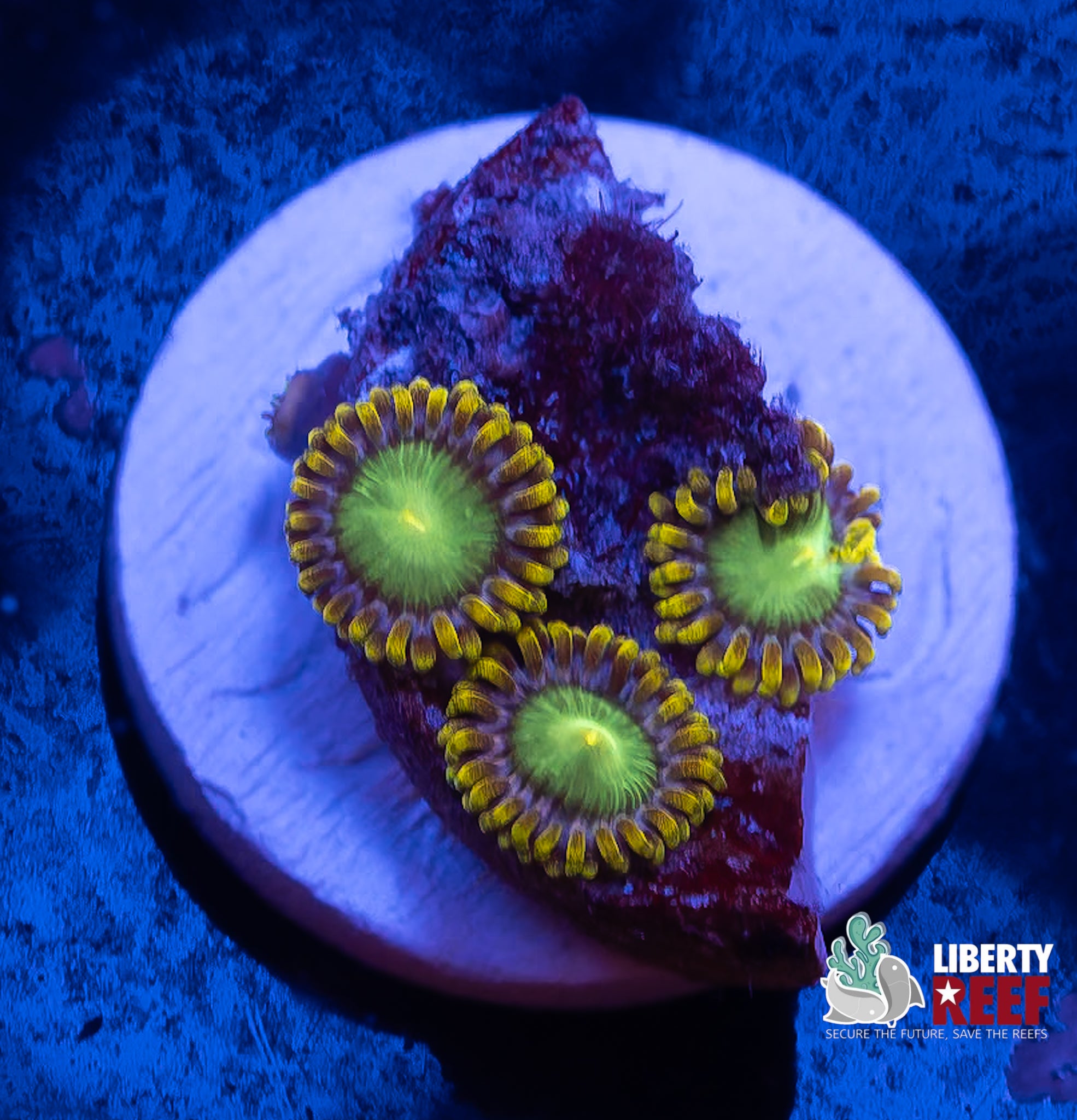 Radioactive Dragon Eye Zoas