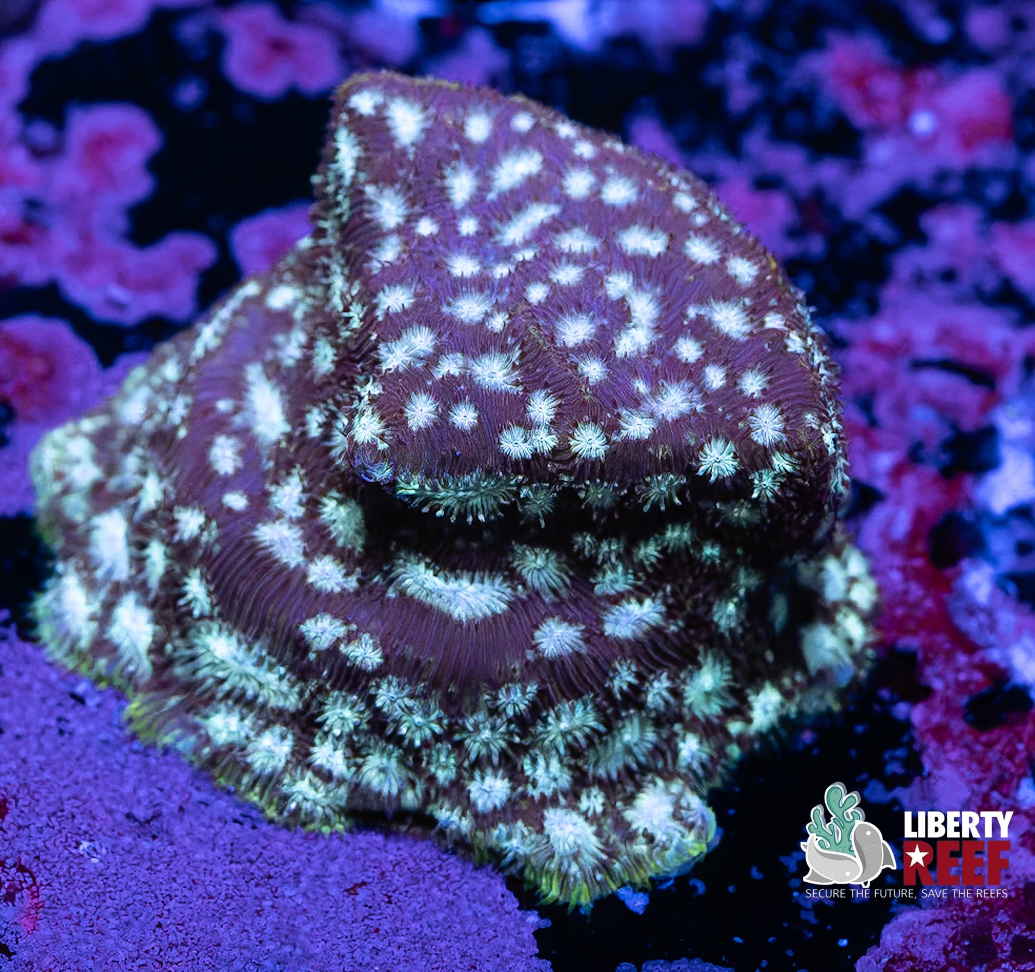 Mint Chocolate Cyphastrea