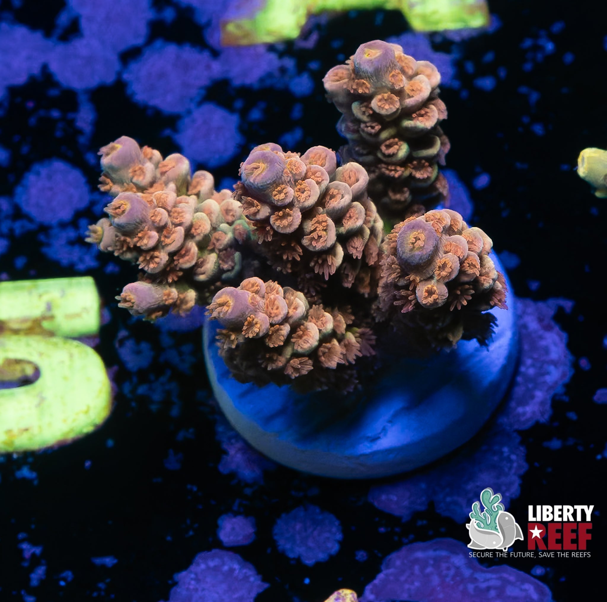 Pink Pony Club Acro Chunk